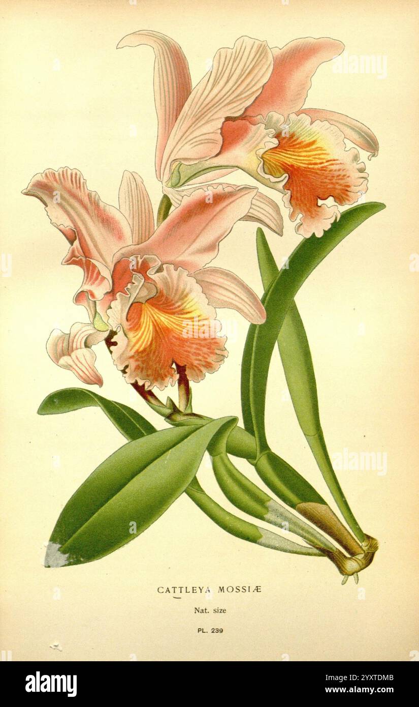 Lieblingsblumen von Garten und Gewächshaus, London und New York, Frederick warne & Co, 1896-97, Frankreich, 19. Jahrhundert, Icônes, Blumenzucht, Chromolithographie, Pflanzen Ornamental, diese künstlerische Darstellung zeigt eine atemberaubende Cattleya mossiae Orchidee, die für ihre fesselnden Blüten bekannt ist. Die Abbildung zeigt die zarten, gerafften Blütenblätter, die von einem sanften Rosa in ein leuchtendes Orange übergehen und einen auffälligen Kontrast erzeugen. Die üppig grünen Blätter bilden eine lebendige Kulisse, die die florale Schönheit unterstreicht. Die detailreiche Darstellung fängt die komplizierten Texturen und die dezenten Schattierungen ein und bringt den Stockfoto