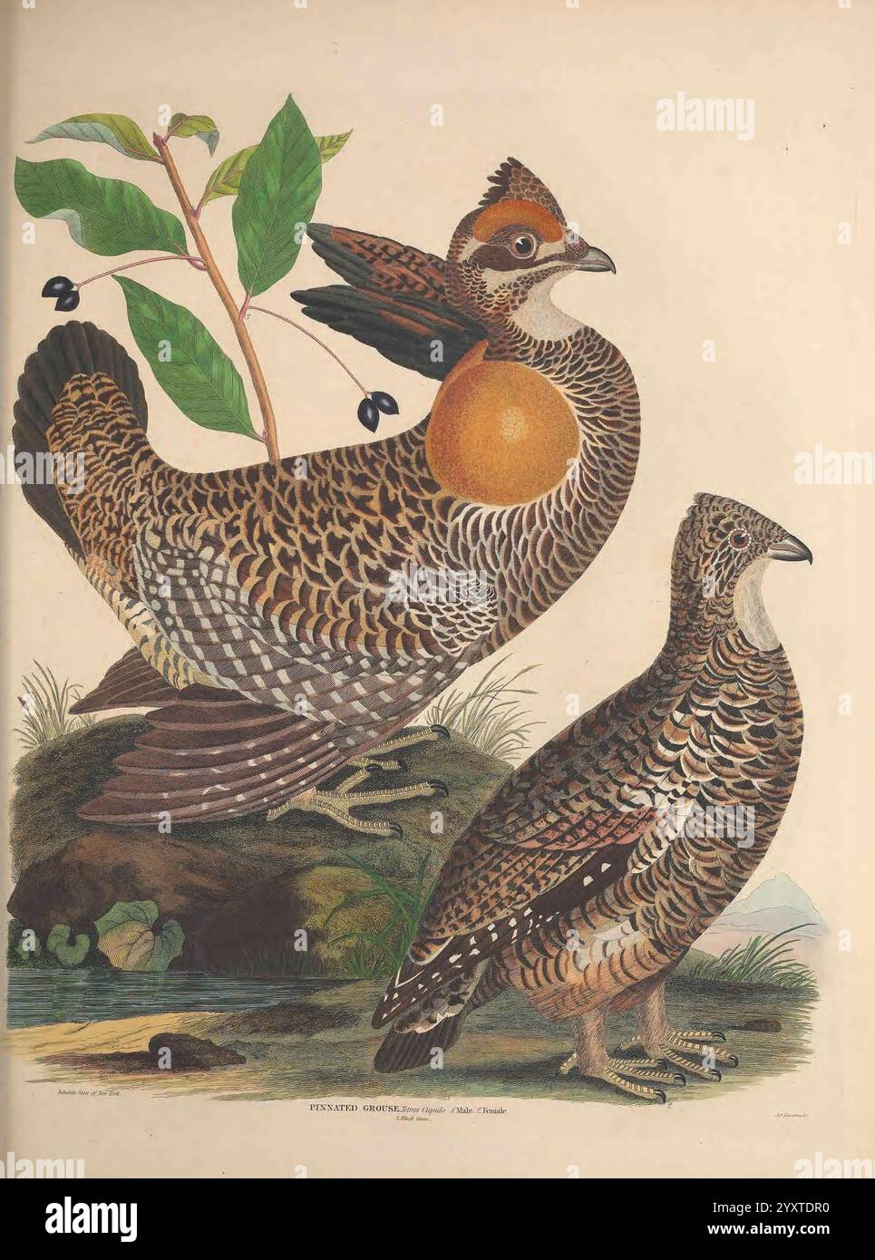 Illustrationen der amerikanischen Ornithologie von Alexander Wilson und Charles Lucien Bonaparte, Edinburgh, Frazer & Co, 1835, Birds, USA, Nordamerika, Bildwerke, die Szene zeigt zwei bemerkenswerte Vögel in einer natürlichen Umgebung. Der größere Vogel, der mit komplizierten Federmustern in Erdtönen verziert ist, steht mit einer markanten orangen Frucht auf dem Rücken, die einen auffälligen Kontrast schafft. Sein Kopf ist mit einem bezaubernden Wappen verziert, was sein königliches Aussehen unterstreicht. Begleitet wird sie von einem kleineren, eher gedämpften Vogel, der durch ein feineres Gefieder und ein wenig m gekennzeichnet ist Stockfoto