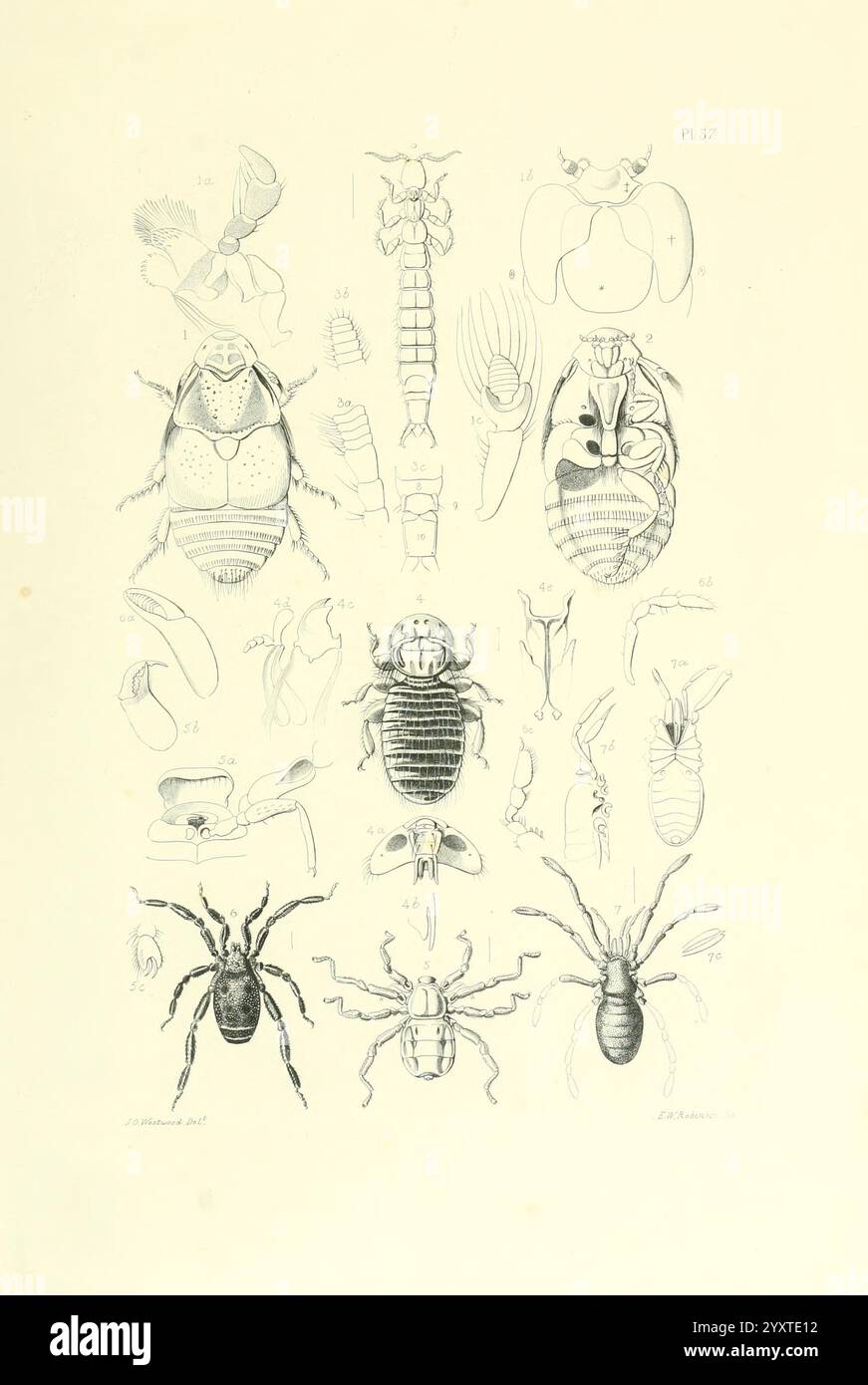 Thesaurus entomologicus Oxoniensis, Oxford, bei der Clarendon Press, 1874, Insekten, Identifizierung, Entomologie, Klassifizierung, eine komplizierte Illustration, die eine Vielzahl von Insekten und Arachniden zeigt, systematisch für wissenschaftliche Studien organisiert. Die Zusammensetzung enthält detaillierte anatomische Darstellungen, darunter Käfer, Läuse und verschiedene mikroskopische Organismen, die jeweils zur Identifizierung gekennzeichnet sind. Die sorgfältige Linienarbeit unterstreicht die einzigartigen strukturellen Eigenschaften jedes Exemplars und ist somit eine wertvolle Ressource für Entomologen und Biologen. Das Layout bietet einen klaren Vergleich von Stockfoto