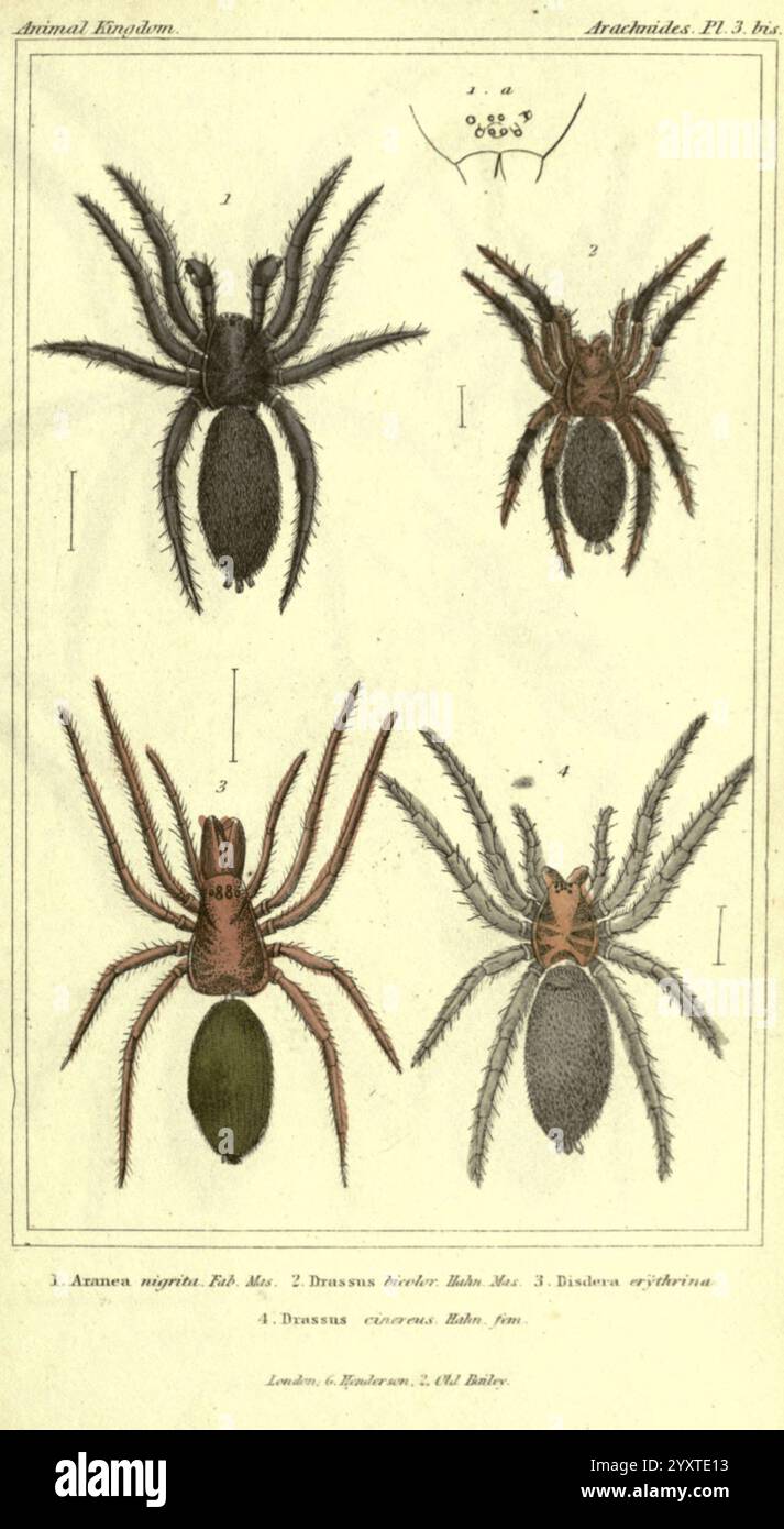 Das Tierreich, angeordnet nach seiner Organisation, London, G. Henderson, 1834, London, Arthropoden, Arthropoden, London, die Abbildung zeigt vier verschiedene Spinnenarten, die jeweils in einem organisierten Layout dargestellt werden. Oben links ist ein Arachnida-Exemplar mit der Bezeichnung „1.jpg,'“ zu sehen, das sich durch einen abgerundeten Körper und lange, schlanke Beine auszeichnet. Oben rechts ist eine andere Art dargestellt, die mit 2.jpg,' gekennzeichnet ist und eine lebhafte Färbung und eine länger gestreckte Körperstruktur aufweist. In der unteren linken Position befindet sich eine mit 3.jpg,' beschriftete Spinne, die für ihre einzigartigen Markierungen und Körperform bekannt ist. Schließlich unten rechts Stockfoto