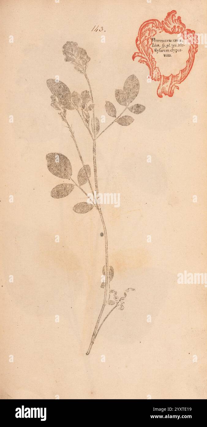 Flora Berolinensis, Berlin, Die Schule, 1757-1758, Hedysarum Coronarium, Berlin, Botanik, Deutschland, Naturdrucke, Bildwerke, Pflanzen, Exemplare, Eine feine botanische Illustration, die einen schlanken Stamm zeigt, der mit Blättern und winzigen Blüten verziert ist, die akribisch mit komplizierten Details verziert sind. Das Arrangement hebt die natürliche Symmetrie und Textur des Laubs hervor, während ein dekoratives Wappen in der oberen rechten Ecke ein Element von historischer Bedeutung hinzufügt. Eine Inschrift, die möglicherweise die Identifizierung oder den Ursprung des Exemplars angibt, ist sichtbar, was den wissenschaftlichen Kontext des Präsentats verbessert Stockfoto