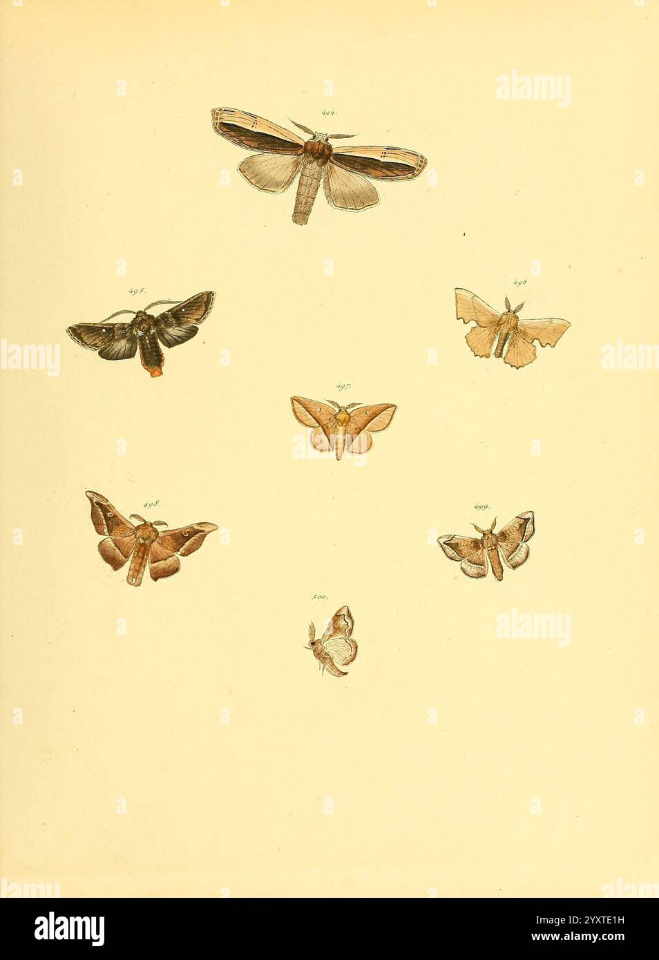 Sammlung neuer oder wenig bekannter aussereuropäischer Schmetterlinge. Bd. 1. Regensburg, G.J. Manz, 1850/1858 [d. h. 1858-1869], Universität Ernst, Lepidoptera, Mayr, Bibliothek, Bildwerke, Harvard, eine Sammlung aufwändig illustrierter Motten, die verschiedene Arten und ihre einzigartigen Eigenschaften zeigen. Das Kunstwerk enthält eine Reihe von Motten in verschiedenen Positionen und Ausrichtungen, die ihre unterschiedlichen Flügelmuster, Farben und Größen hervorheben. Jede Motte ist akribisch detailliert und betont die komplizierten Designs auf ihren Flügeln und Körpern. Das Arrangement scheint kuratiert zu sein, was einen Vergleich ermöglicht Stockfoto