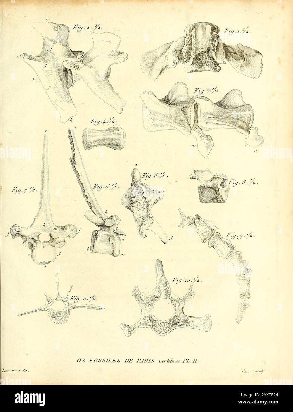 Recherches sur les ossements fossiles de quadrupèdes, Paris, Deterville, 1812 France, Paleontology, Geologie, Region Paris, Säugetiere Fossilien, Wirbeltiere Fossilien, Fossiliengeschichten, die Abbildung zeigt eine detaillierte Untersuchung verschiedener fossiler Wirbelsäule, wobei jedes Exemplar als Referenz nummeriert ist. Die Abbildungen zeigen verschiedene Wirbeltypen aus verschiedenen Arten, wobei die einzigartigen anatomischen Merkmale der einzelnen Wirbelkörper, wie Krümmung und strukturelle Variationen, hervorgehoben werden. Die akribische Wiedergabe unterstreicht die wissenschaftlichen Beobachtungen, die während der Untersuchung dieser Fossilien gemacht wurden, und trägt zu dem Beitrag bei Stockfoto