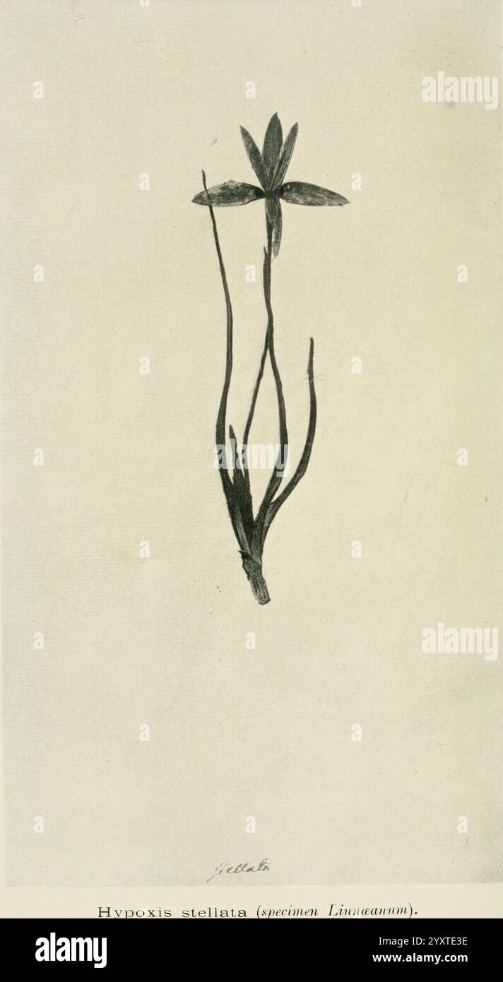 Zeitschrift für Botanik, britisch und ausländisch. London, Robert Hardwicke, 1863-1942, Botanik, Großbritannien, die Illustration zeigt eine zarte blühende Pflanze, die als Hypoxis stellata bekannt ist und sich durch ihren schlanken, langgestreckten Stiel und ihre sternförmige Blüte auszeichnet. Die Pflanze hat schmale, grasartige Blätter, die sich von der Basis aus erstrecken und sich anmutig nach oben bogen. Die Illustration zeigt die komplizierten Details der Blume und zeigt ihre sechs Blütenblätter, die von einem zentralen Punkt aus ausstrahlen und ihr sternähnliches Aussehen verstärken. Diese botanische Studie unterstreicht die Eleganz der Art, vorausgesetzt, ich Stockfoto