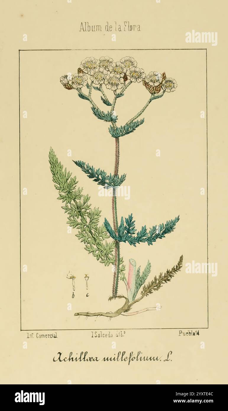 Album de la Flora me?Dico-Farmace?utica e? Industrie, Indi?gena y exo?tica, Madrid, Impr. De la Galeria literaria, 1862-64, Botanik, Wirtschaft, Heilpflanzen, Pictorial Works, The New York Botanical Garden, Isalcedo, Eine botanische Illustration, die die Pflanze Achillea millefolium, allgemein bekannt als Schafgarbe, zeigt. Die Zeichnung zeigt den schlanken Stab der Pflanze, der mit gefiederten, farnähnlichen Blättern verziert ist, die spiralförmig wachsen. Oben sind kleine, weiße Blüten dargestellt, die in einem schirmartigen Arrangement ausstrahlen. Die Illustration wird von botanischen Anmerkungen begleitet, einschließlich des Hinweises Stockfoto