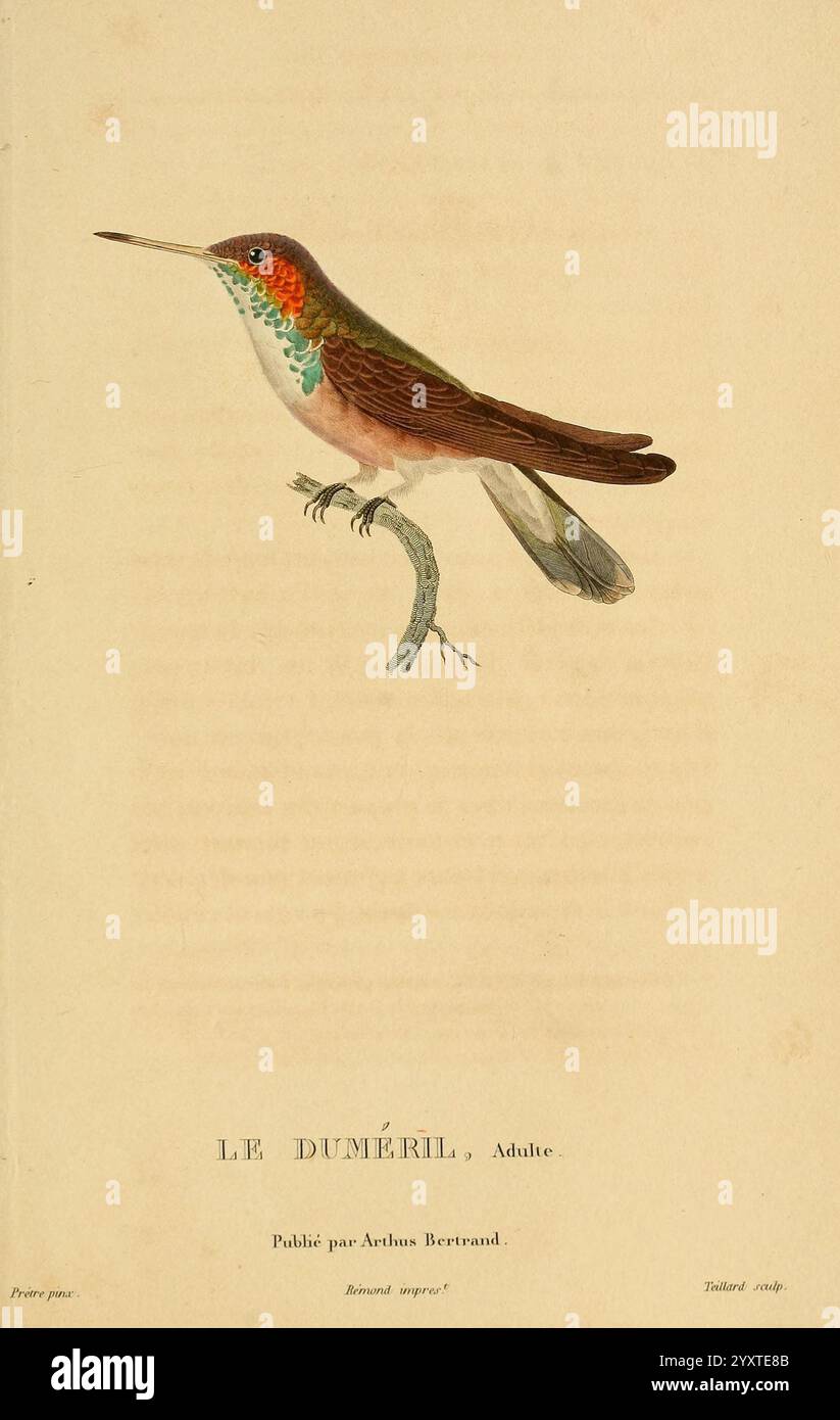 Histoire naturelle des colibris, Paris, Arthus Bertrand, 1830-1832, Kolibris, malerische Werke, Eine wunderschön illustrierte Darstellung eines Kolibri, bekannt als Le Duméril, zeigt sein lebendiges Gefieder mit schillernden Blau- und Grüntönen an der Kehle und einen reichen, warmen braunen Körper. Der Vogel thront anmutig auf einem schlanken Ast, seine Flügel sind elegant an den Seiten ausgerichtet. Die komplizierten Details heben die zarten Merkmale des Kolibri hervor und betonen seinen langen Schaft und seine ausdrucksvolle Haltung. Dieses Kunstwerk spiegelt die zarte Schönheit und die einzigartigen Merkmale des Vogellebens wider und fängt das essen ein Stockfoto