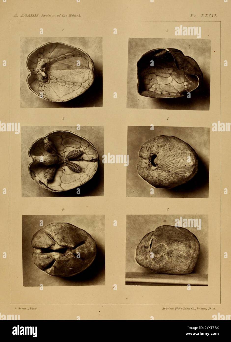 Revision der Echini, Cambridge, Mass, University Press, 1872-1874, Klassifizierung, Echinodermata, Seeigel, Museum of Comparative Zoology, diese Zusammenstellung enthält eine Reihe von sechs detaillierten Studien, die verschiedene Stadien der Querschnitte verschiedener botanischer Exemplare zeigen. In jedem Abschnitt werden komplizierte innere Strukturen, einschließlich Gefäßmuster und Samenbildungen, hervorgehoben. Die in Paaren und Gruppen gegliederten Exemplare zeigen einzigartige Texturen und Konturen. Der unterschiedliche Grad an Detailgenauigkeit und Tiefe in den Querschnitten gibt Einblicke in die Komplexität der Pflanzenanatomie und macht so das Stockfoto