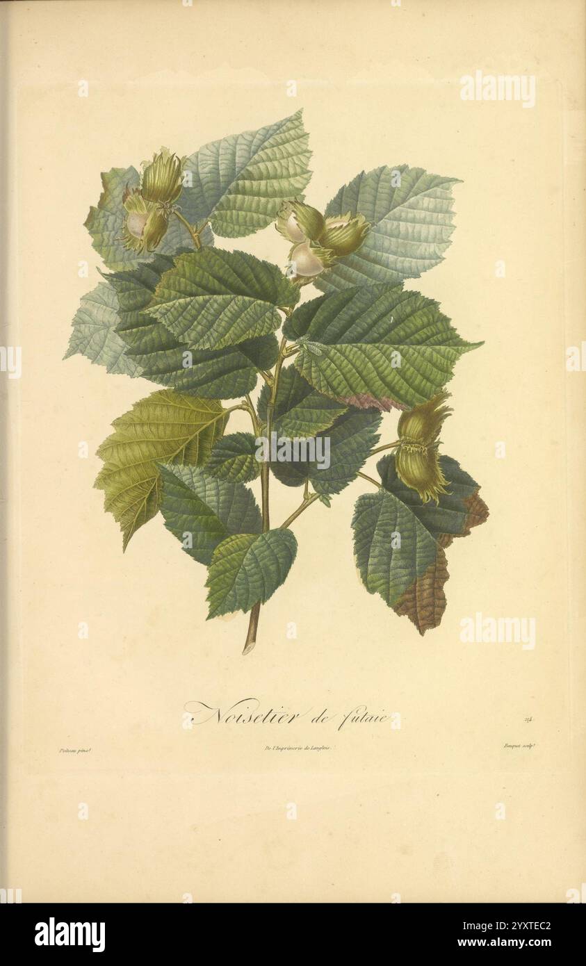 Pomologie francaise, Paris, Langlois et Leclercq, 1846, Arbres Fruitiers, Field Guides, Frankreich, Obstbäume, Obstkultur, Obst, Identifizierung, Pflanzen, Eine wunderschön illustrierte botanische Studie, die einen Zweig eines Haselnussbaums mit üppigen grünen Blättern und mehreren unreifen Haselnüssen zeigt. Die detaillierte Darstellung hebt die komplexen Texturen und Nuancen des Laubs hervor, während die Positionierung der Nüsse zwischen den Blättern die natürlichen Wachstumsmuster der Pflanze betont. Der wissenschaftliche Name „Noisetier de Japon“ ist am unteren Rand elegant geschrieben und weist auf seine Klassifizierung an Stockfoto