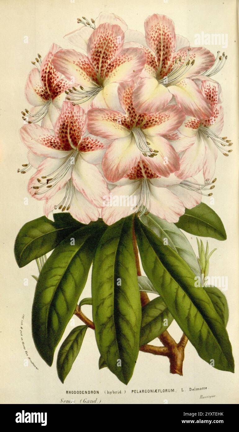 Flore des serres et des jardins de l'Europe A Gand, chez Louis van Houtte, éditeur, 1845-1880, Eine wunderschön detaillierte botanische Illustration mit einer Gruppe lebendiger Blumen mit zarten rosa und weißen Blüten, die komplizierte Markierungen und einen weichen Verlauf zu den Kanten zeigen. Die Blüten werden durch lange, dunkelgrüne Blätter mit einem glänzenden Finish ergänzt. Jede Blume ist präzise dargestellt und hebt die einzigartigen Formen der Blütenblätter und der zentralen Stamen hervor. Diese Darstellung fängt die Eleganz der Pflanzenart ein und betont sowohl ihre ästhetische Schönheit als auch das komplizierte d Stockfoto