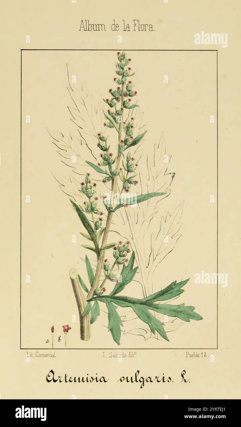 Album de la Flora me?Dico-Farmace?utica e? Industrie, Indi?gena y exo?tica, Madrid, Impr. De la Galeria literaria, 1862-64, Botanik, Wirtschaft, Heilpflanzen, malerische Werke, der New York Botanical Garden, ist Alcedo, eine Illustration von *Artemisia vulgaris*, allgemein bekannt als Beifuß, zeigt die charakteristischen langen grünen Blätter und gruppierten Blütenknospen der Pflanze. Die Skizze zeigt feine Details der gezackten Kanten der Blätter und der Anordnung der Blütenbündel, was einen Einblick in die Struktur der Pflanze gibt. Unter der Abbildung ist der wissenschaftliche Name elegant eingeschrieben, Highlightin Stockfoto