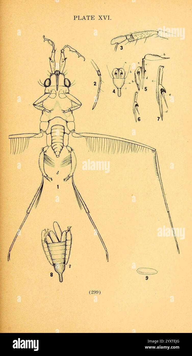 Die, Biologie und, Ökologie, von, aquatisch und halbaquatisch, Hemiptera, Lawrence, Kan, 1919, hemiptera, aquatisch, Käfer, eine detaillierte wissenschaftliche Illustration, die verschiedene anatomische Merkmale eines Insekts zeigt. Die Hauptfigur zeigt die Feinheiten des Körpers des Insekts, wobei die markierten Teile spezifische anatomische Strukturen anzeigen. Um diese zentrale Abbildung herum befinden sich zusätzliche Skizzen, die einen genaueren Blick auf verschiedene Anhänge oder Segmente bieten, die alle sorgfältig beschriftet sind, um die Klarheit zu verbessern. Die Zahlen entsprechen unterschiedlichen Merkmalen, was das Verständnis des Betrachters für die Morphologie des Insekts verbessert. Stockfoto