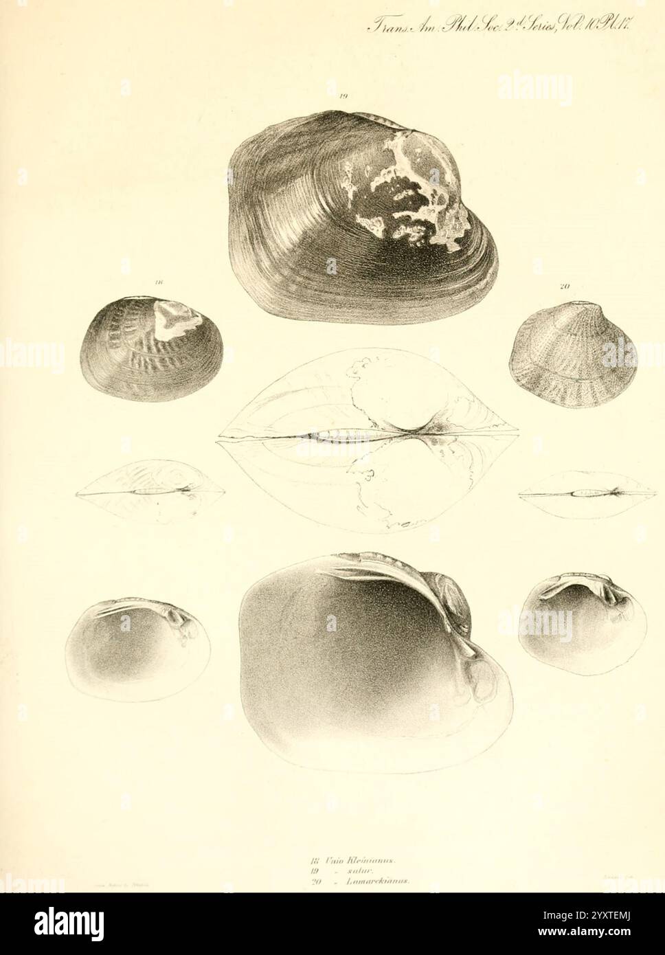 Transaktionen der American Philosophical Society, Philadelphia, Wissenschaft, Gesellschaften usw. die Komposition enthält verschiedene Muschelproben, die eine Reihe von Schalenformen und -Größen veranschaulichen. Jede Schale wird akribisch gerendert und zeigt komplizierte Details von Texturen und Mustern. Der obere Abschnitt enthält eine Reihe unterschiedlicher Muscheln mit Zahlen, die ihre Klassifizierung anzeigen, während der untere Teil robustere Formen zeigt, die die vielfältigen Anpassungen innerhalb dieser Gruppe von Meereslebewesen betonen. Das Gesamtlayout hebt die Schönheit und Komplexität dieser natürlichen Formen hervor und sorgt für einen guten Eindruck Stockfoto