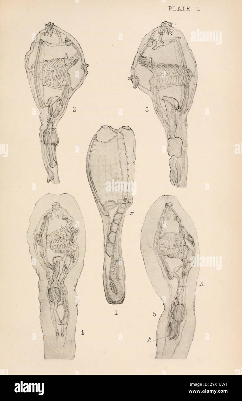 The British Tunicata, London, 1905-12, Sea Squirts, Tunicata, die Abbildung zeigt detaillierte anatomische Zeichnungen verschiedener Organismen mit verschiedenen Ansichten und Querschnitten. In den beiden oberen Abschnitten wird die Skelettstruktur und die inneren Organe hervorgehoben, wobei die Anordnung und Beziehung zwischen den verschiedenen Körperteilen betont wird. Das zentrale Bild konzentriert sich auf eine detaillierte Umrisse einer komplexeren Struktur, die möglicherweise auf ihre funktionellen Aspekte hinweist. Die unteren Abschnitte bieten zusätzliche Perspektiven und veranschaulichen die Feinheiten der untersuchten Anatomie. Zahlen werden angegeben Stockfoto