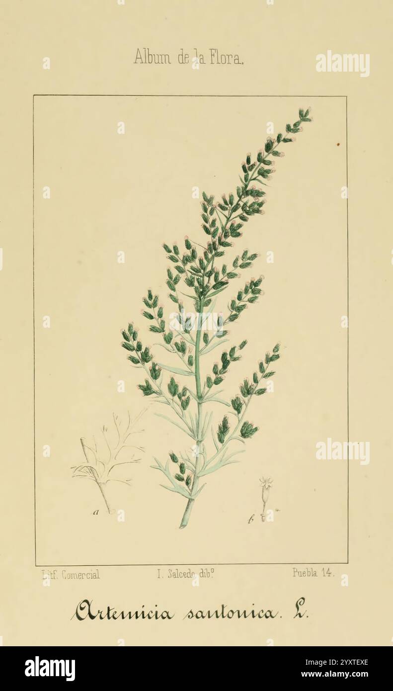 Album de la Flora me?Dico-Farmace?utica e? Industrielle Indi?gena y exo?tica, Madrid impr. De la Galeria literaria 1862-64 Botanik ökonomische medizinische Pflanzen Bildwerke der New York Botanical Garden ist Alcedo, die Illustration zeigt eine detaillierte Darstellung der Pflanze Artemisia santonica L., die allgemein für ihre medizinischen Eigenschaften bekannt ist. Das Kunstwerk zeigt die zarten, gefiederten Blätter der Pflanze, die anmutig und naturalistisch angeordnet sind. Unter der Zeichnung ist der wissenschaftliche Name elegant eingeschrieben, was das botanische Thema unterstreicht. Neben der Hauptpflanze ist ein schwacher Umriss eines kleineren p Stockfoto