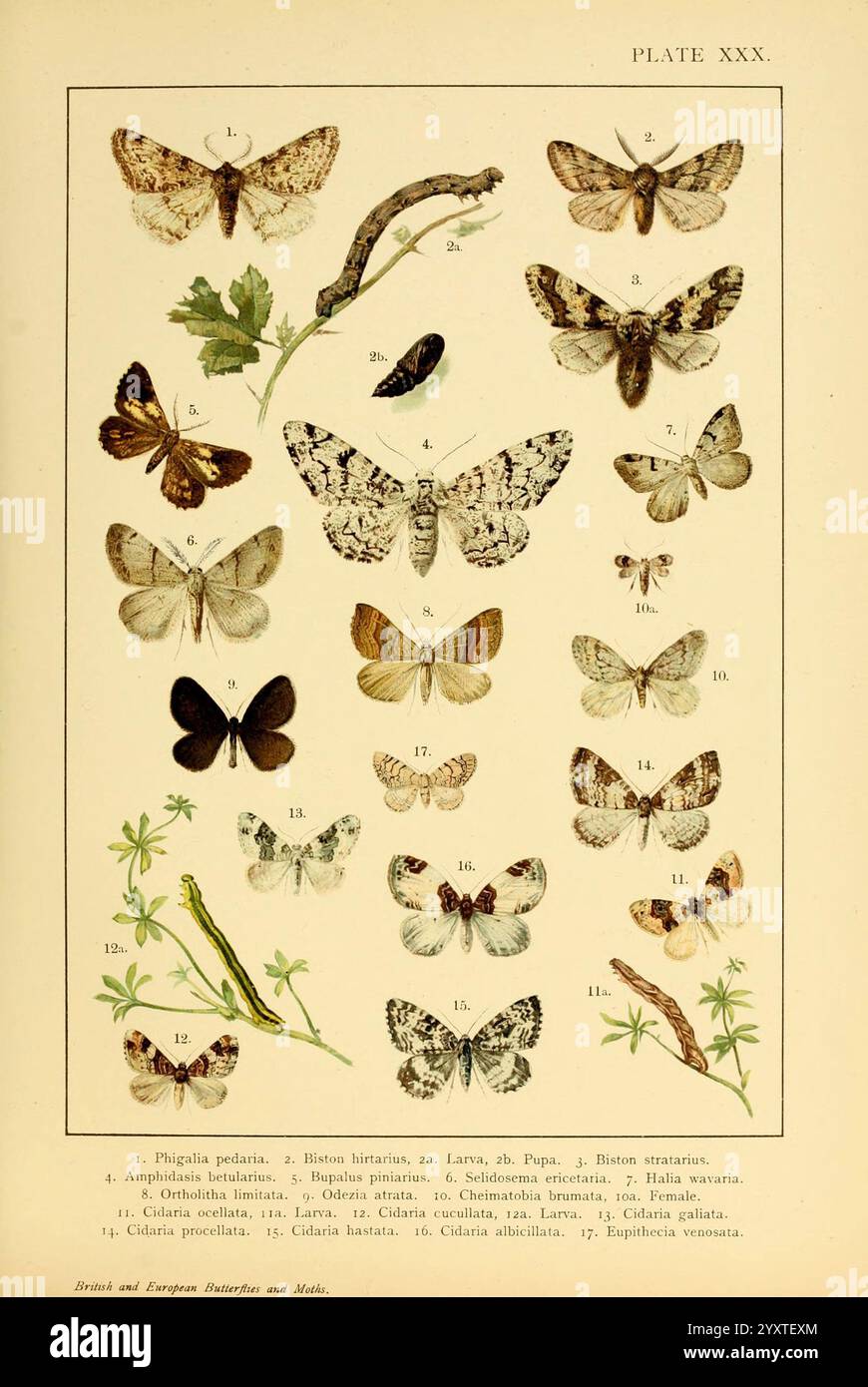 Britische und europäische Schmetterlinge und (Macrolepidoptera) 1895 Großbritannien, Europa, Lepidoptera, Woodshole Biston betularia, Odezia atrata, Operophtera brumata, Rheumaptera hastata, Cosmorhoe ocellata, Scotopteryx chenopodiata, Biston strataria, Epirrhoe galiata, Lycia hirtaria, Selidosema ericetaria, Melanthia procellata, Phigalia pedaria, Eupithecia venosata, Bupalus piniariarius, Itame wavaria, Cleora cucullata, Mesoleuca albicillata, eine Sammlung verschiedener Arten von Falter und Schmetterlingen, die in organisierter Weise angeordnet sind. Das Display enthält 18 verschiedene Proben, die jeweils mit einer Nummer gekennzeichnet sind Stockfoto