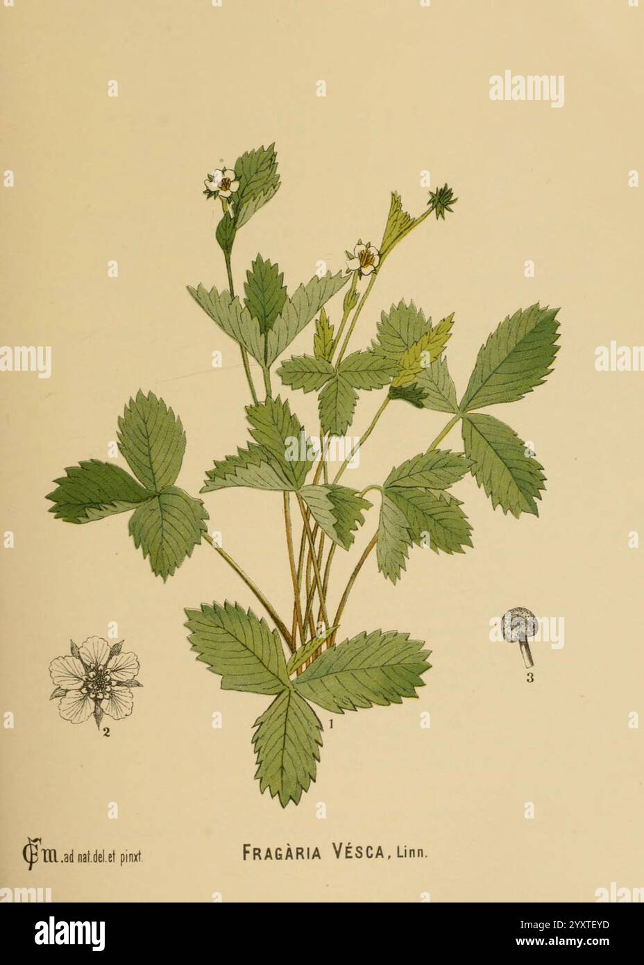 Amerikanisch, medizinisch, Pflanzen, New York, Boericke & Tafel, c1887, Botanik, medizinisch, Vereinigte Staaten, Fragaria vesca, medizinische Botanik, Erdbeere, Eine detaillierte botanische Illustration von Fragaria vesca, allgemein bekannt als wilde Erdbeere. Die Pflanze ist mit einer Gruppe grüner Blätter dargestellt, die durch ihre gezackten Kanten gekennzeichnet sind, die von einem zentralen Stamm wachsen. Kleine weiße Blüten mit gelben Mittelpunkten sind sichtbar, was auf das Blütestadium der Pflanze hinweist. Zusätzlich wird eine stilisierte Darstellung einer Frucht und eines stilisierten Pilzes in die Komposition aufgenommen, was den botanischen Kontext unterstreicht. Die Abbildung h Stockfoto