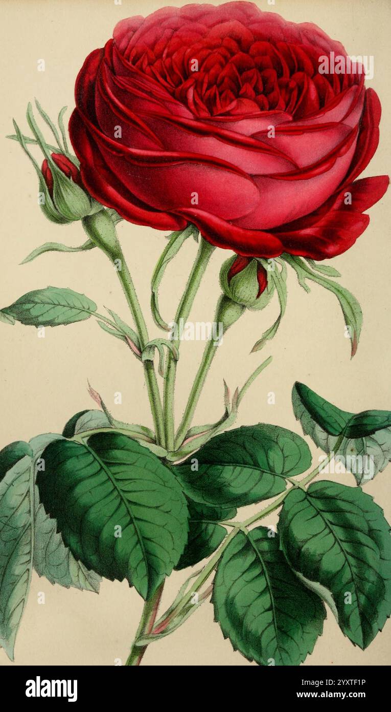 Die Blumen-, Frucht- und Gartenmischerei. London, Chapman und Hall, 1852-, Blumenzucht, Blumengärtnerei, Obst, Obstkultur, Gartenbau, Großbritannien, Zeitschriften, eine auffällige rote Rose zeigt ihre üppigen, samtigen Blütenblätter, die aufwändig in Schichten zu einer vollen Blüte zusammengefügt sind. Die Rose steht hoch auf einem kräftigen grünen Stiel, verziert mit mehreren Knospen, die zukünftige Blüten versprechen. Sattgrüne Blätter prägen den Stiel, ihre detaillierten Adern und gezackten Kanten verleihen der Komposition Tiefe und Lebendigkeit. Das gesamte Arrangement unterstreicht die Eleganz und Schönheit dieser klassischen Blume, die Liebe und Passio symbolisiert Stockfoto