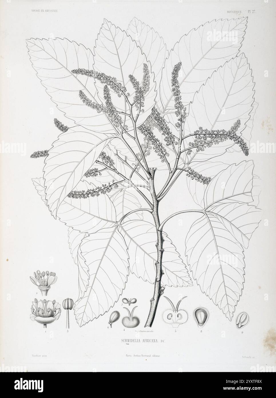 Tentamen, Florae, Abessinicae, Parisiis, Arthus, Bertrand, 1847–1851, eine Illustration, die die detaillierte Untersuchung eines Zweigs aus den Sibirischen Abies zeigt und seine großen, komplizierten Blätter und Blütenbündel zeigt. Die Zusammensetzung umfasst mehrere Ansichten und Etiketten, die die botanischen Merkmale hervorheben, wobei unten verschiedene Stadien der Blütenentwicklung dargestellt werden. Diese wissenschaftliche Darstellung betont die Struktur und Form der Pflanze und trägt zu einem tieferen Verständnis ihrer Klassifizierung und Morphologie bei. Stockfoto