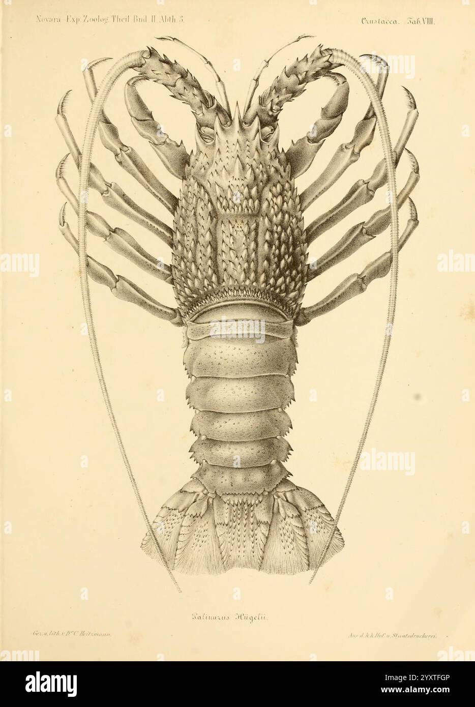 Reise der österreichischen Fregatte Novara, Wien, Kaiserlich, 1861-75., diese Illustration zeigt eine detaillierte anatomische Darstellung eines Hummer, die insbesondere seine Merkmale und Struktur hervorhebt. Der Hummer wird von der dorsalen Ansicht aus dargestellt und erfasst seinen segmentierten Körper, seine robusten Krallen und zahlreiche Beinanhängungen. Die Feinheiten des Exoskeletts werden betont, was die raue Textur und die Muster zeigt, die dieses Meereskrebstier charakterisieren. Die Illustration dient sowohl einem künstlerischen als auch einem wissenschaftlichen Zweck und spiegelt die Komplexität der Morphologie des Hummer und seine Bedeutung innerhalb von mari wider Stockfoto