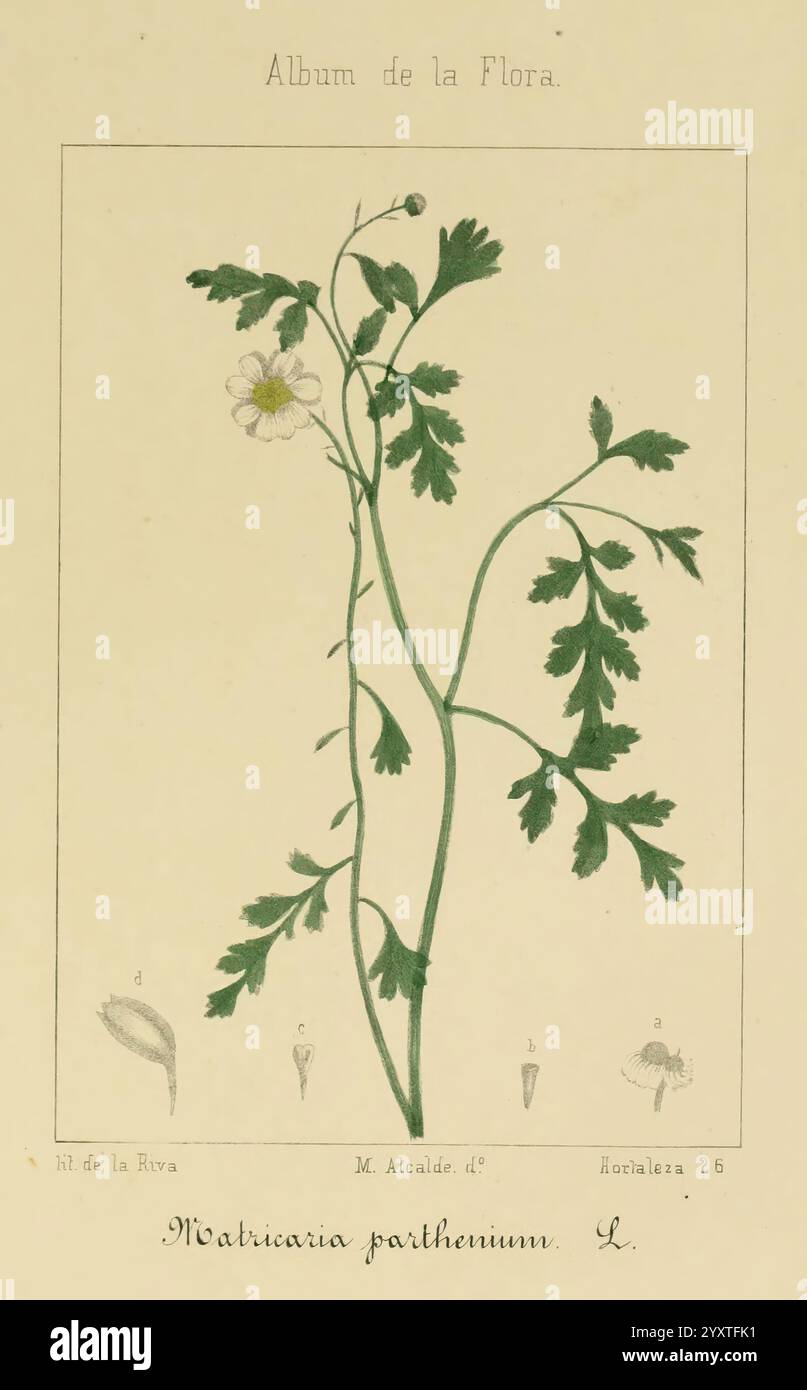 Album de la Flora me?Dico-Farmace?utica e? Industrie, Indi?gena y exo?tica Madrid, impr. De la Galeria literaria, 1862-64. Botanik, Wirtschaftspflanzen, Heilpflanzen, Bildwerke, derewyorkbotanicalgarden, Malcalde, die Abbildung zeigt eine botanische Studie einer Pflanze, die als Matricaria parthenium L. identifiziert wurde, allgemein bekannt als Feverfew. Es zeigt eine detaillierte Darstellung des schlanken Stängels der Pflanze, der mit fein zerlegten Blättern verziert ist, die ein lebendiges, federndes Aussehen aufweisen. Der Blumenkopf ist oben abgebildet und zeigt seine charakteristischen weißen Blütenblätter, die eine gelbe Scheibe umgeben. Unten Stockfoto