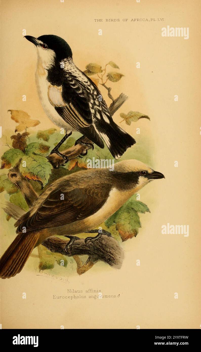 The Birds of Africa, London, veröffentlicht für den Autor von R.H. Porter (18 Princes Street, Cavendish Square, W.), 1896–1912, Africa, Vögel, Klassifizierung, Äthiopien, diese Illustration zeigt zwei markante Vögel, die auf einem Ast von üppigem Laub thront. Der Obervogel, der sich durch sein markantes schwarz-weißes Gefieder auszeichnet, weist ein klar definiertes Muster mit scharfen Kontrasten auf. Der Schnabel ist schlank und leicht gekrümmt, was auf Anpassungen an die Ernährung hindeutet. Unten zeigt eine andere Art Erdtöne mit einer Mischung aus Braun und subtilen helleren Tönen, die ihren kräftigen Körper und robu ergänzen Stockfoto