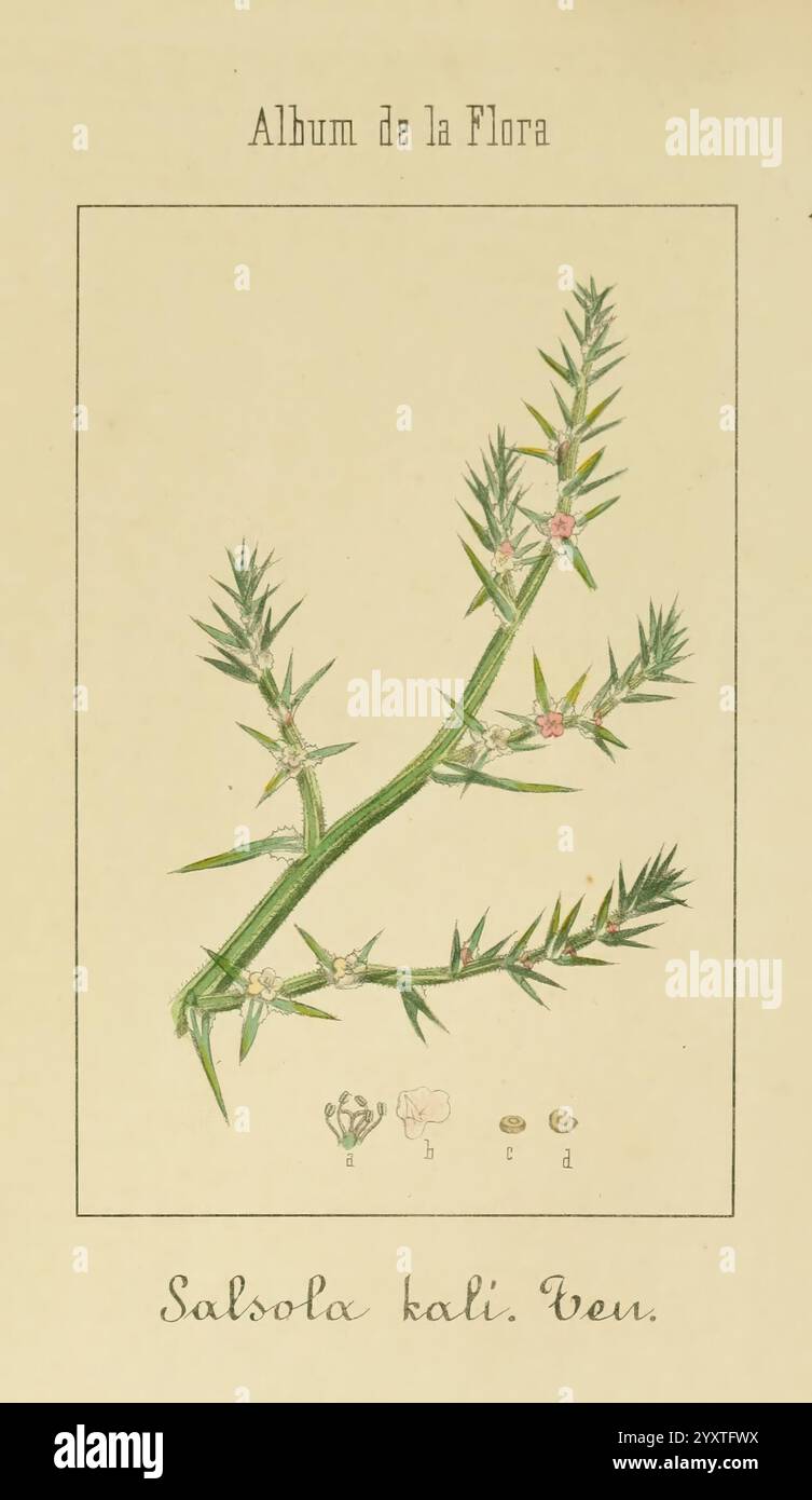 Album de la Flora me?Dico-Farmace?utica e? Industrie, Indi?gena y exo?tica, Madrid, Impr. De la Galeria literaria, 1862-64, Heilpflanzen, Bildwerke, Botanik, wirtschaftlich zeigt die Abbildung die Pflanzenart Salsola kali, allgemein bekannt als Salzkraut. Die detailreiche Darstellung hebt die schlanken, eckigen Stiele und die federnden Blätter hervor. Zarte rosafarbene Blüten werden in verschiedenen Blütestadien dargestellt, die die Fortpflanzungseigenschaften der Pflanze betonen. Im Folgenden finden Sie vereinfachte botanische Diagramme, die mit den Pflanzenteilen gekennzeichnet sind und eine klare Referenz für die Identifizierung und Untersuchung bieten. Das ti Stockfoto