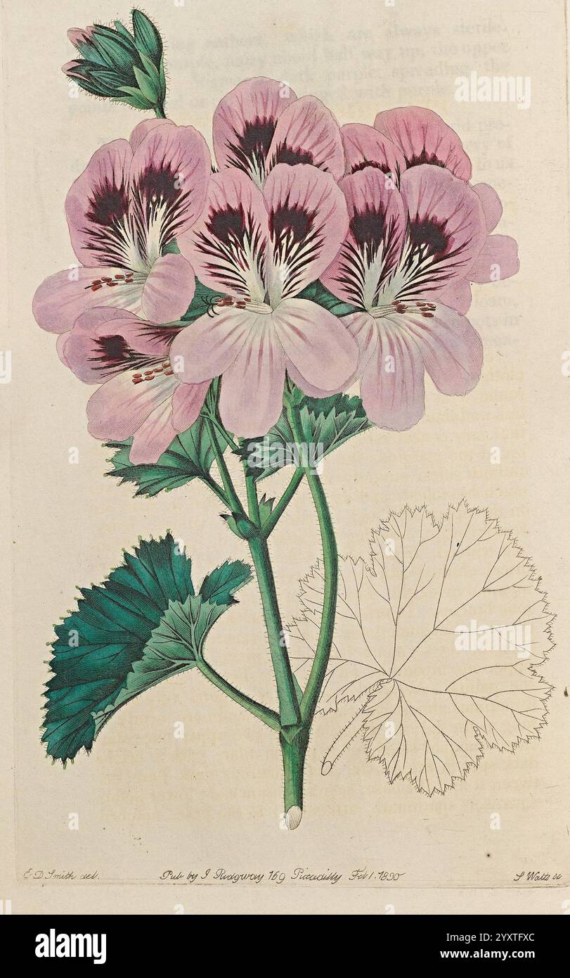 Geraniaceae, London, gedruckt für James Ridgway, Piccadilly, 1820-1830, 19. Jahrhundert, England, Gravuren, Geraniaceae, Geranien, Großbritannien, Handmalerei, malerische Werke, Eine zarte Illustration, die eine Gruppe von leuchtenden Geranienblüten zeigt, die durch ihre zarten rosa Blütenblätter mit auffälligen dunkelvioletten Markierungen gekennzeichnet sind. Die Blüten sind in voller Blüte dargestellt, mit einer detaillierten Darstellung ihrer Schichtstruktur. Die begleitenden sattgrünen Blätter weisen eine komplizierte Aderung und Textur auf, die die Gesamtkomposition verbessert. Ein teilweise skizziertes Blatt bietet einen Einblick in die Kunst Stockfoto