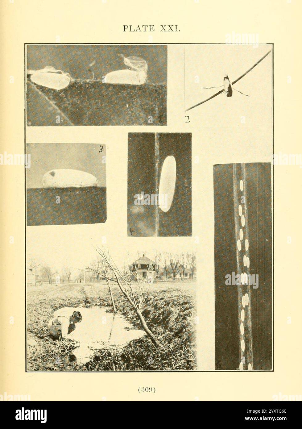 Die Biologie und Ökologie der aquatischen und halbaquatischen Hemiptera, Lawrence, Kan, 1919, Hemiptera, Wassertiere, Insekten, die Darstellung zeigt eine Sammlung verschiedener visueller Elemente, die wahrscheinlich biologische oder natürliche Objekte darstellen. Im oberen linken Bereich wird ein Bild kleiner, glatter Objekte, potenziell Samen oder Eier angezeigt. Nebenan, oben rechts, wird ein empfindliches Insekt im Detail gefangen, das seine Flügel und Körperstruktur hervorhebt. Im Folgenden werden zwei gestreckte Formen vorgestellt, die möglicherweise verschiedene Lebensstadien oder anatomische Strukturen darstellen. Das größere Bild unten links zeigt ein ruhiges Wat Stockfoto