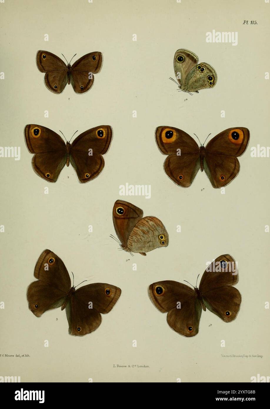 Lepidoptera indica, London, 1890-1913, Indien, Lepidoptera, Frederic C Moore, Eine Sammlung kunstvoll dargestellter Schmetterlinge, die verschiedene Arten und ihre einzigartigen Muster zeigen. Das Arrangement umfasst große braune Schmetterlinge mit auffälligen Augentöpfen auf ihren Flügeln, die die komplizierten Details und Texturen ihrer Körper hervorheben. Kleinere Schmetterlinge sind ebenfalls zu sehen, die weichere Farbtöne und markante Markierungen aufweisen. Jede Probe ist mit einer Nummer gekennzeichnet, die ihre Klassifizierung oder Identifizierung innerhalb einer größeren entomologischen Studie angibt. Diese Zusammenstellung dient als Studie über Schmetterlingstaucher Stockfoto