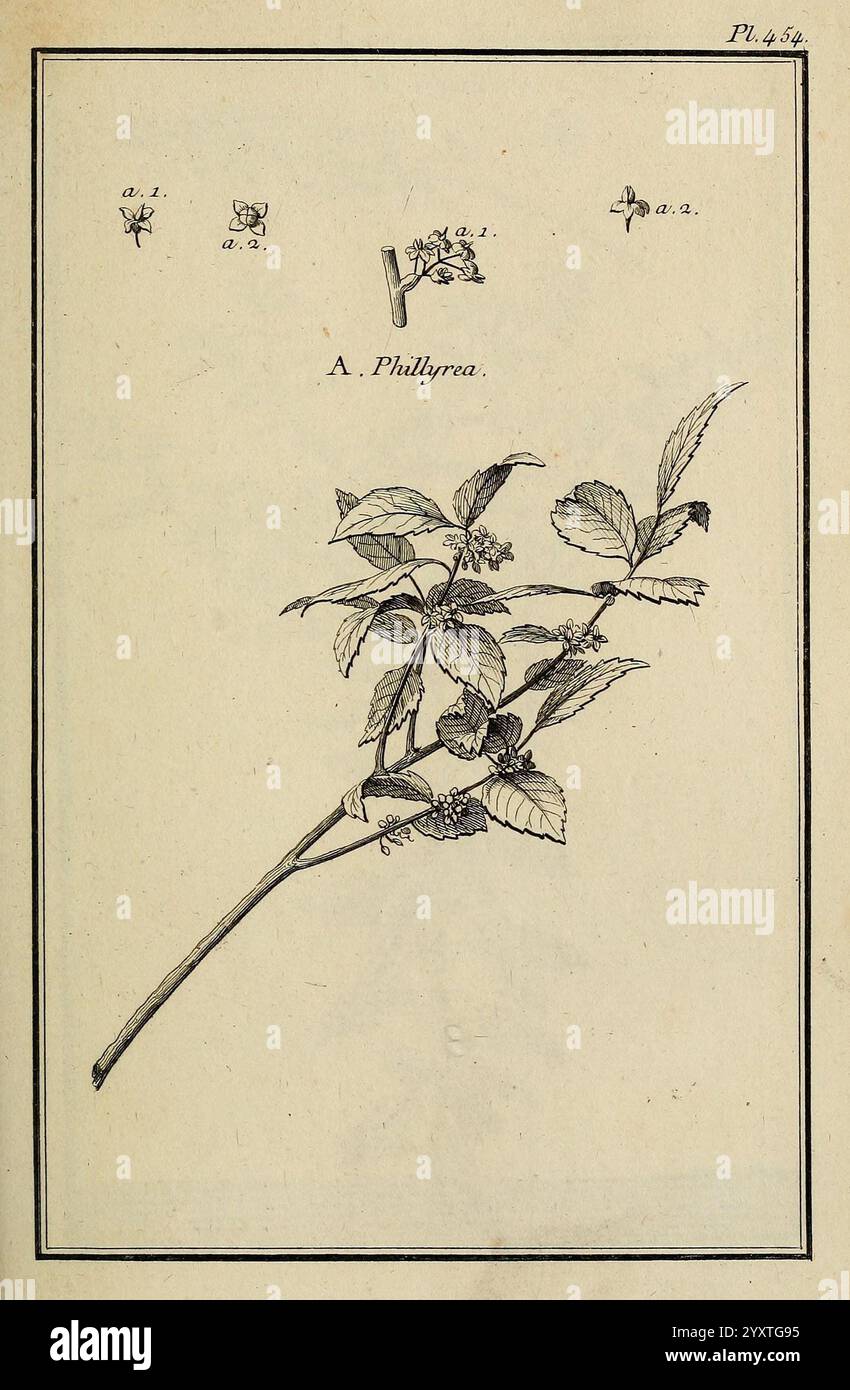 Les Figures des plantes et animaux d'use en medecine, Paris, Desprez, 1764-1765, materia medica, Bildwerke, Heilpflanzen, Philbyrea, Eine botanische Illustration der Pflanzenart A. Philyrra, mit einer detaillierten Darstellung ihrer Zweige und Blätter. Die Abbildung zeigt oben beschriftete Abschnitte, die verschiedene Stufen oder Teile der Anlage darstellen. Der Zweig zeigt markante Blätter und potenzielle Blütenknospen, die die komplizierte Struktur und natürliche Schönheit der Pflanze betonen. Diese Darstellung verbindet künstlerisches Können und wissenschaftliche Genauigkeit und unterstreicht die Bedeutung von Stockfoto