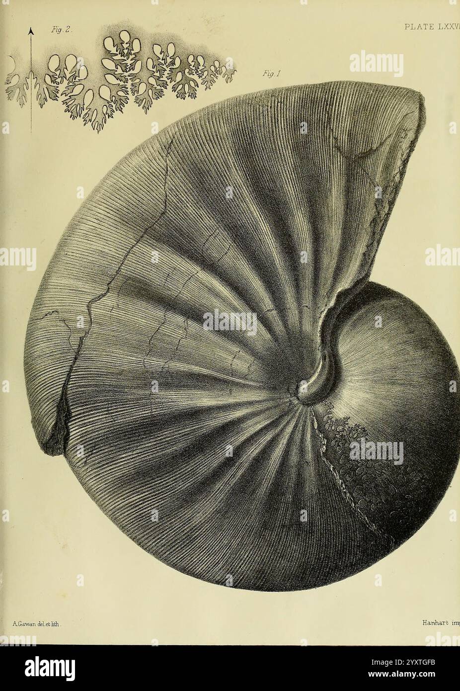 Monografie über die Lias Ammoniten der Britischen Inseln London, gedruckt für die Palaeontographical Society, 1878–86. Ammonoidea, Großbritannien, Jurassic, Paläontology, Eine detaillierte Illustration einer Schale, die ihre komplizierten Spiralen und Grate zeigt. Die glatte Oberfläche des Schalens steht im Kontrast zu klaren Linien, die die natürliche Textur hervorheben. Über der Hauptabbildung befinden sich kleinere Skizzen von Blumenelementen, die möglicherweise eine botanische Studie darstellen, die für die Umgebung der Schale relevant ist. Die Kombination von Meeres- und Pflanzenleben unterstreicht die Verflechtung von Ökosystemen. Die Gesamtkomposi Stockfoto