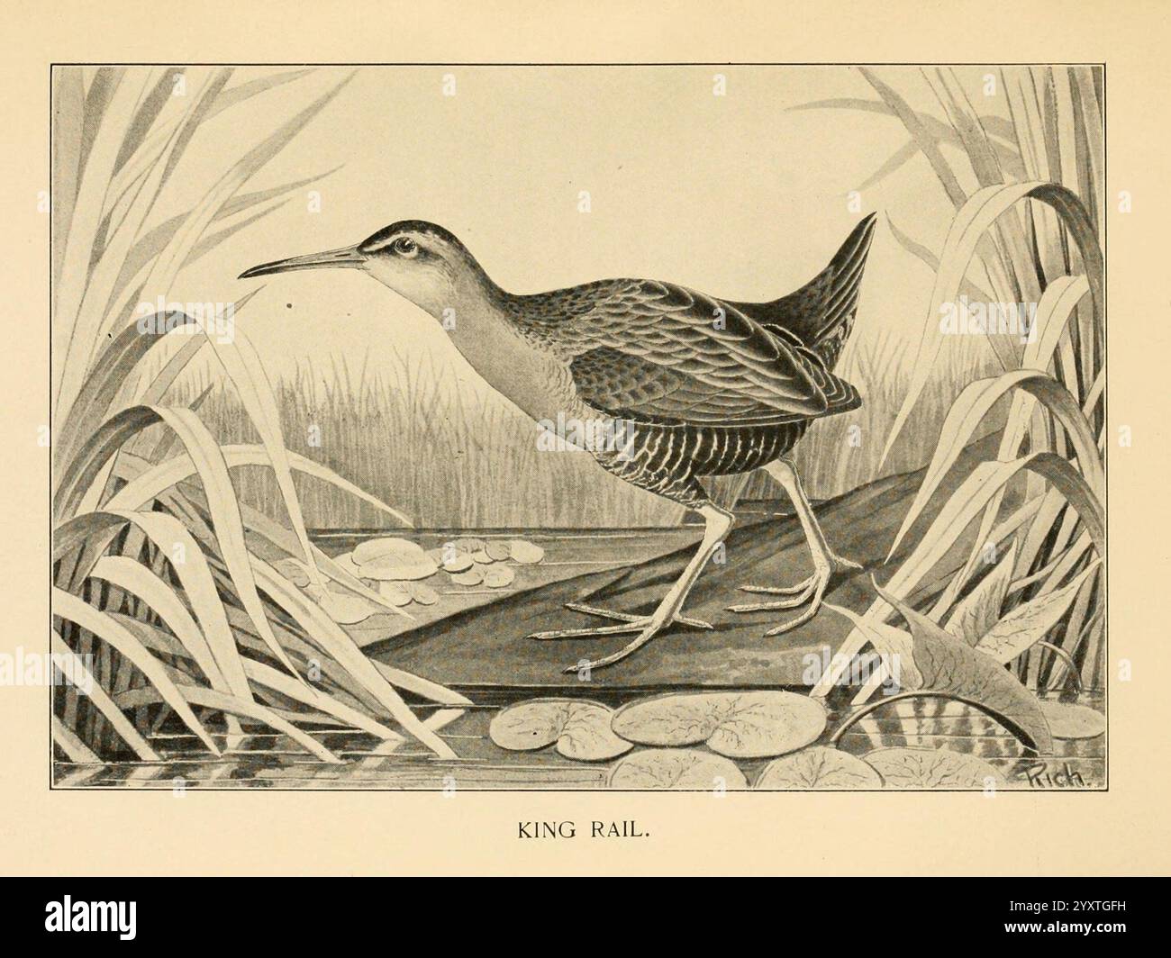 Gefiedert, Wild, of the Northeast, New York, T.Y. Crowell & Co.1907, Rallus elegans, King Rail, Spiel- und Wildvögel, die Illustration zeigt einen King Rail, einen Sumpfvogel, der sich durch seinen langen, schlanken Körper und langen Schnabel auszeichnet. Der Vogel steht anmutig auf einem Stück Land, umgeben von üppiger Vegetation, mit hohen Gräsern, die seine Figur umrahmen. Die Federn zeigen ein markantes Muster aus Streifen und Flecken, das sich harmonisch mit seinem natürlichen Lebensraum verbindet. Im Vordergrund schweben Seerosen auf einem ruhigen Gewässer, was die ruhige Umgebung verstärkt. Diese Darstellung fängt das Wesen des Kins ein Stockfoto