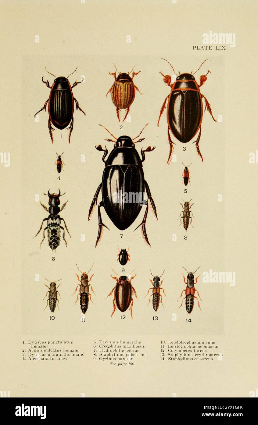 Insecte Life London, A. & C. Black, Ltd, 1921. Arthropoda, Entomologie, Bibliotheken, Laborhandbücher, Arthropoden, diese Abbildung zeigt eine Vielzahl von Käferarten, die in einem systematischen Format zur Identifizierung angeordnet sind. Jeder Käfer ist nummeriert und mit seinem wissenschaftlichen Namen versehen, was seine besonderen Merkmale und Eigenschaften hervorhebt. Zu den dargestellten Arten gehören unter anderem der Dytiscus punctulatus, Albinaria tincta und Tachyporus hyperboreus. Die Komposition betont die Vielfalt der Käfer und weist Unterschiede in Größe, Form und Färbung auf, die für entomologische s entscheidend sind Stockfoto