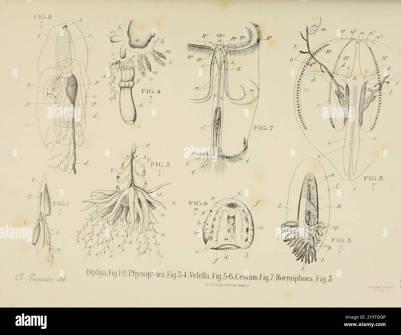 Atlas d'Anatomie comparée des invertébrés, Paris, doin, 1890, Anatomie, Würmer, Arthropoden, Wirbellose, Weichtiere, Cnidaria, echinodermata, Ctenophora, Protozoen, Mesozoen, vergleichende Anatomie, eine Sammlung wissenschaftlicher Illustrationen mit detaillierten anatomischen Diagrammen von Siphonophoren und Ctenophoren. Jede Figur ist akribisch mit numerischen Identifikatoren gekennzeichnet, die verschiedene biologische Strukturen wie Tentakeln, Glockenformen und andere Morphologien zeigen, die mit diesen Meeresorganismen assoziiert sind. Die Illustrationen betonen die Komplexität und Vielfalt dieser gelatinösen Kreaturen, Highli Stockfoto