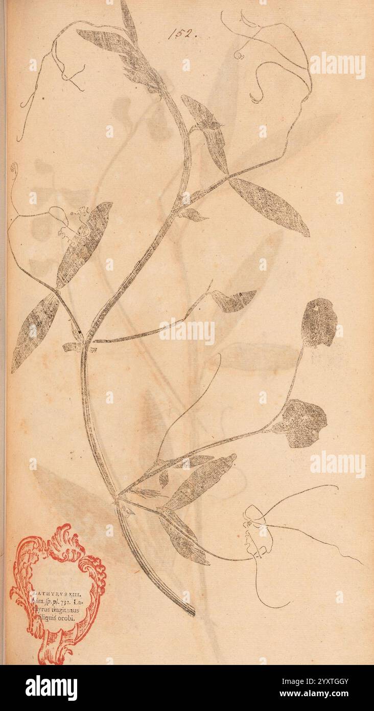 Flora Berolinensis, Berlin, die Schule, 1757-1758, Lathyrus tingitanus, Berlin, Botanik, Deutschland, Naturdrucke, Bildwerke, Pflanzen, Exemplare, die Illustration zeigt eine zarte Rebe mit schlanken, sich kräuselnden Ranken und langen Blättern. Die Pflanze verfügt über mehrere Blüten in verschiedenen Entwicklungsphasen, die jeweils komplizierte Details aufweisen. In der unteren Ecke befindet sich eine dekorative Schriftrolle mit Text, die auf die botanische Studie oder Klassifizierung hinweist, während oben das Jahr 1831 vermerkt ist, was auf den historischen Kontext dieser botanischen Darstellung hindeutet. Die Gesamtzusammensetzung h Stockfoto