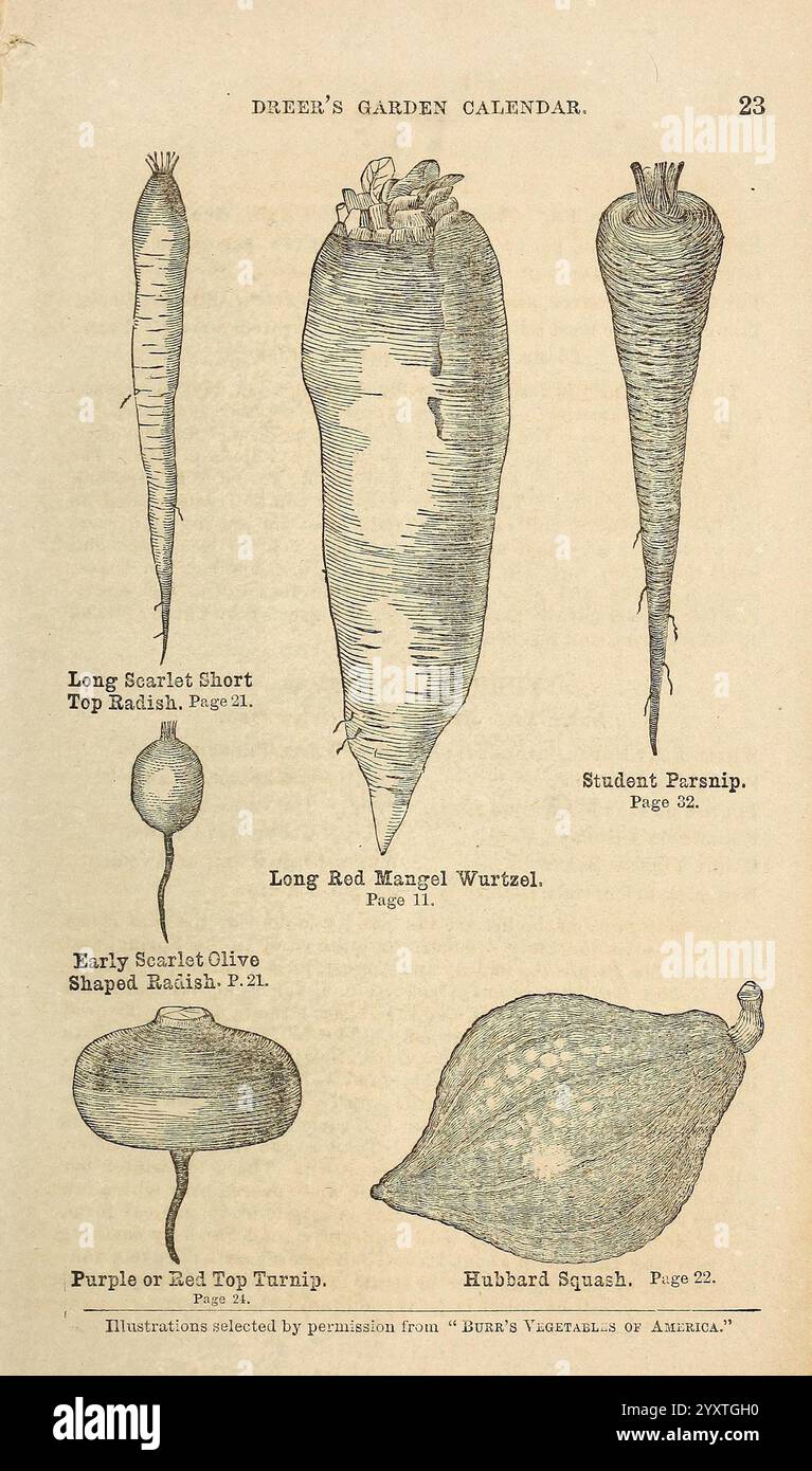 Dreers Gartenkalender 1868, Philadelphia, Pa, Henry A. Dreer, 1868, Blumen, Gartenarbeit, Samen, Kataloge, hubbard Kürbis, Baumschule, Studentenpastete, Henry A. Dreer fest, lange rote Mangelwurzel, langer Scharlach, kurzer Rettich, früher Scharlach, olivförmiger Rettich, Gartengeschichten, in Blüte, violette oder rote Rüben. diese Illustration zeigt eine Auswahl an Gemüse, das üblicherweise in Gärten angebaut wird, und zeigt verschiedene Wurzelkulturen. Hervorzuheben ist der Long Scarlet Short Top Radish, der sich durch seinen leuchtenden roten Farbton und kurze grüne Spitzen auszeichnet; die Studenten Parsnip, bekannt für seine lange Länge Stockfoto