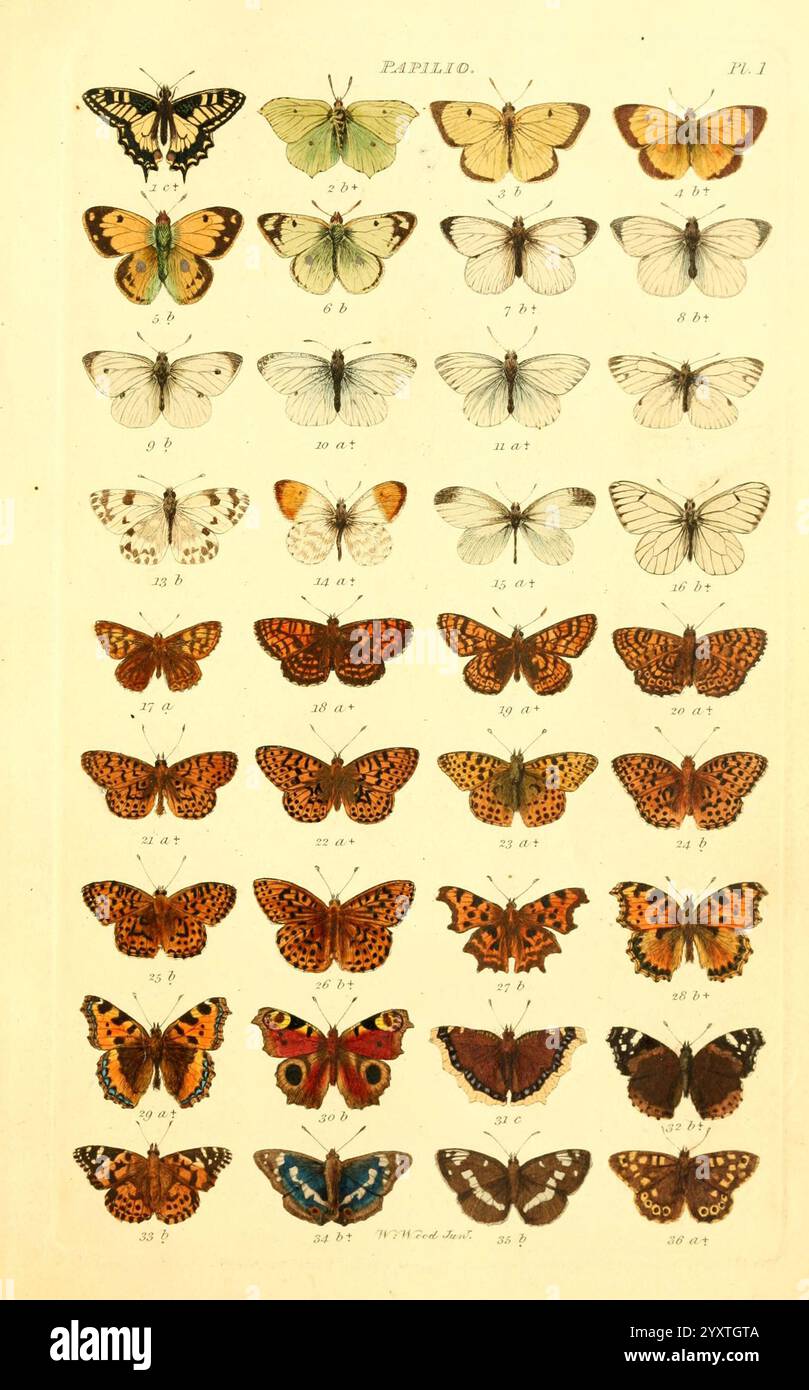 Index Entomologicus London William Wood 1839 Schmetterlinge Klassifizierung Großbritannien Identifizierung Lepidoptera Bildwerke Papilio machaon Papilio rhamni Gonepteryx rhamni Papilio europome Colias palaeno Papilio edusa Pontia edusa Colias hyale Papilio brassicae Pieris brassicae Papilio chariclea Boloria chariclea Pieris rapaial Jeder Schmetterling ist mit einer eindeutigen Kennnummer gekennzeichnet, die seine spezifische Kennung angibt Stockfoto