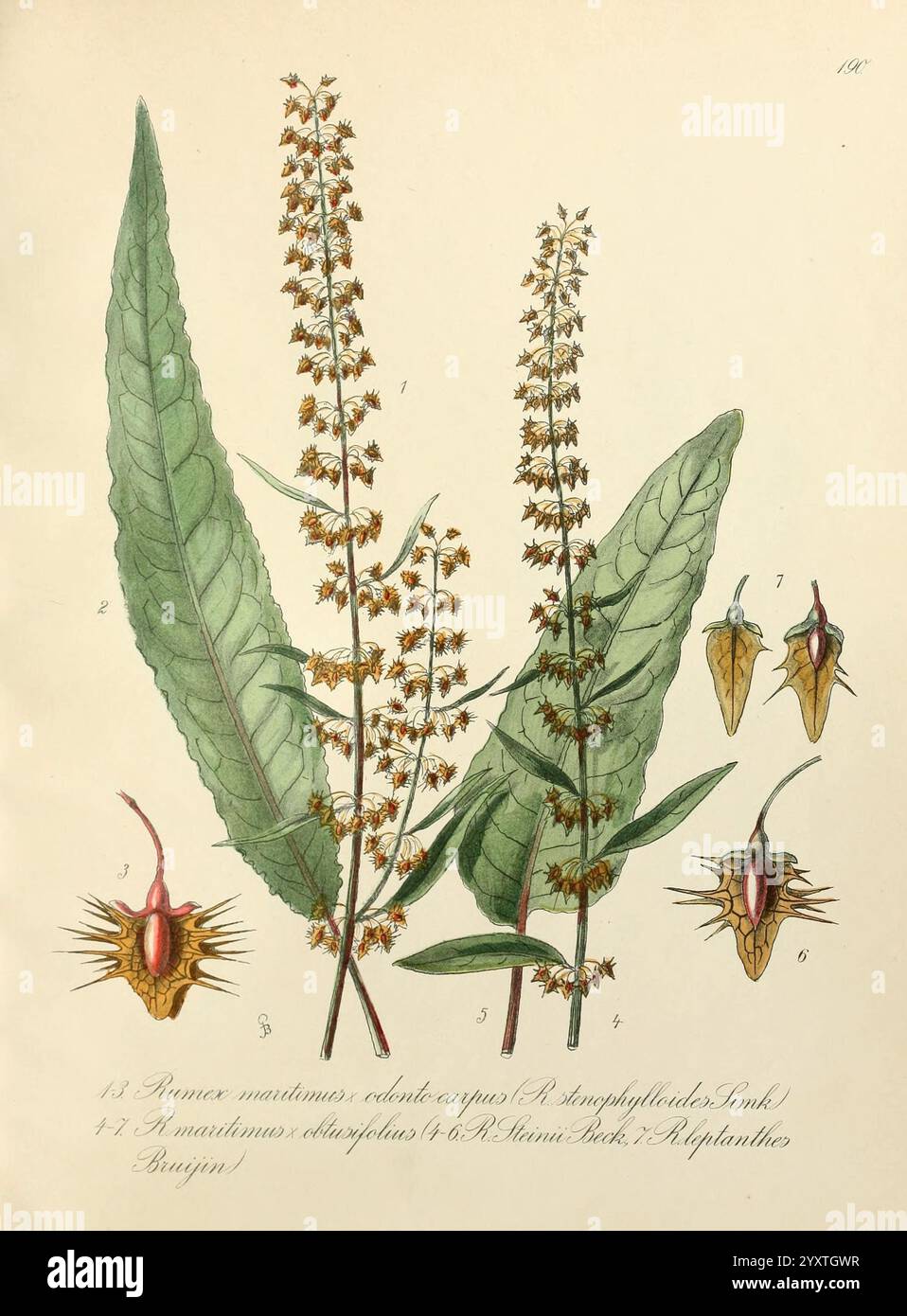 Icones florae Germanicae et Helveticae, Simul Pedemontanae, Tirolensis, Istriacae, Dalmaticae, Austriacae, Hungaricae, Transylvanicae, Moravicae, Borussicae, Holsaticae, Belgicae, Hollandicae, ergo Mediae Europae. Lipsiae, F. Hofmeister 1834-1912. [v. 1, 1850], Europa, Bildwerke, Pflanzen., dieses Kunstwerk zeigt die detaillierte botanische Illustration einer blühenden Pflanze neben ihren verschiedenen Teilen. Der zentrale Fokus zeigt langgezogene Stiele mit kleinen Blütentrauben, die zarte Strukturen und komplizierte Details zeigen. Die Hauptdarstellung wird durch einzelne Studien des ergänzt Stockfoto