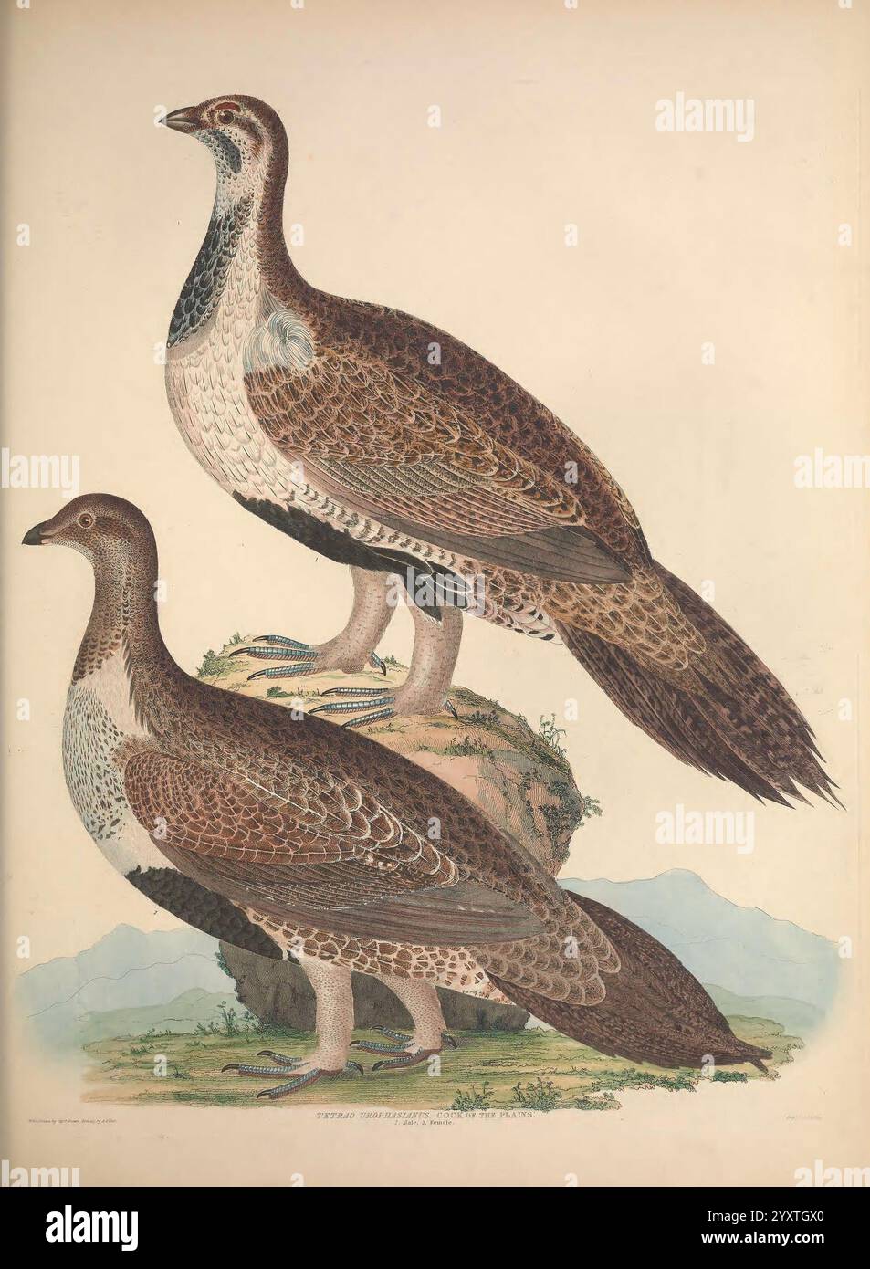 Illustrationen der amerikanischen Ornithologie von Alexander Wilson und Charles Lucien Bonaparte, Edinburgh, Frazer & Co, 1835, Birds, USA, Nordamerika, Bildwerke, das Bild zeigt zwei Vögel auf einem Felsvorsprung, die ihr kompliziertes Gefieder zeigen. Der Vogel im Vordergrund steht in stolzer Haltung, sein Körper ist mit markanten Mustern aus Braun und Grau verziert, die von einem auffälligen weißen Fleck am Hals hervorgehoben werden. Der zweite Vogel, etwas kleiner und hinter dem ersten positioniert, weist ähnliche Federn und Strukturen auf. Beide Vögel sind gegen eine sanfte Farbe dargestellt Stockfoto