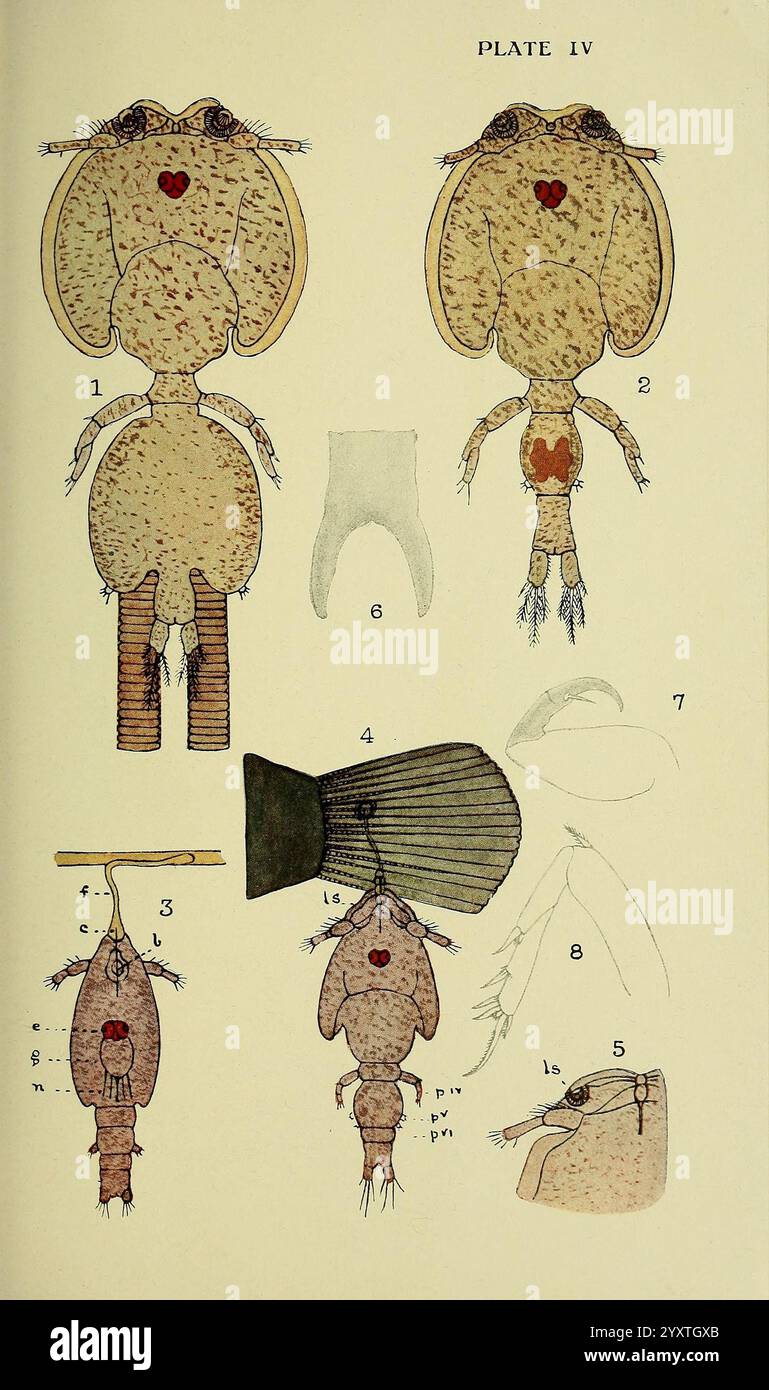 The, British, Parasitic, Copepoda, London, 1913, Großbritannien, Parasiten, Fische, Crustacea, Copepoda, Eine detaillierte Abbildung, die verschiedene anatomische Merkmale eines Krebstiers, wahrscheinlich einer Art von Copepoden, darstellt. Das Diagramm zeigt mehrere Ansichten, einschließlich einer frontalen, lateralen und dorsalen Perspektive des Organismus. Wichtige Merkmale wie die großen zusammengesetzten Augen, segmentierte Körperteile und verlängerte Anhängsel werden hervorgehoben. Zusätzliche Beschriftungen weisen auf bestimmte Strukturen wie Gliedmaßen und Fortpflanzungsorgane hin, wobei die Zahlen den verschiedenen Teilen der Abbildung entsprechen. Dies Stockfoto