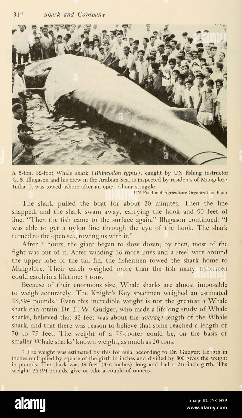 Shadows in the Sea, Philadelphia, Chilton Books, 1963, Hai, Walhai, Woods Hole, Chondrichthyes, Rhincodon typus, in einer detaillierten Darstellung wird ein 32 Fuß großer Walhai, wissenschaftlich bekannt als Rhincodon typus, zusammen mit einer Erzählung seiner Gefangennahme durch den UN-Fischereilehrer G.S. Illgason und seine Crew im Arabischen Meer nahe der Küste von Mangalore, Indien, beschrieben. Der Hai, der mit vollem Magen gefunden wurde, was darauf hindeutet, dass er vor kurzem gefüttert hatte, wog etwa 22 Tonnen, was ihn zu einer der größten Arten im Ozean machte. Die Erzählung betont die enorme Größe des Hais, wobei ich feststelle, dass ich Stockfoto