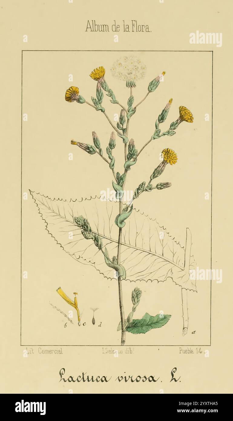 Album de la Flora medico-farmaceutica e Industrial, indigena y exotica Madrid, impr de la Galeria literaria, 1862-64, Botanik, Wirtschaft, Heilpflanzen, Bildwerke, thenewyorkbotanicalgarden, Isalcedo, die Illustration zeigt eine botanische Studie über die Pflanzenart *Lactuca virosa*, allgemein bekannt als stacheliger Salat. Die Darstellung zeigt die charakteristischen Merkmale der Pflanze, einschließlich ihrer langen Blätter mit zerklüfteten Kanten und Blütenknospen mit gelben Röschen. Eine detaillierte Darstellung des Stammes und verschiedener Pflanzenteile ist enthalten, die die komplizierte Struktur von t unterstreicht Stockfoto