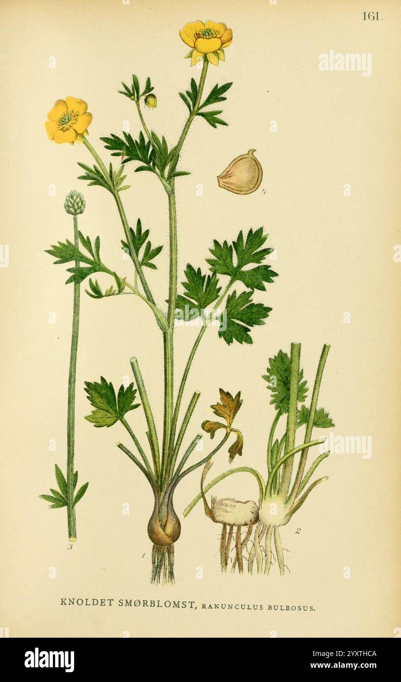 Billeder af Nordens Flora, København, G. E. C. Gad, 1901-1903 [d. h. 1907], Bildwerke, Pflanzen, Skandinavien, die Illustration zeigt eine botanische Studie der Pflanze Ranunculus bulbosus, allgemein bekannt als Knollenhut. Die detaillierte Darstellung zeigt die charakteristischen Merkmale der Pflanze, einschließlich der abgerundeten gelben Blüten an der Spitze, der fein geteilten Blätter und der bauchigen Struktur an der Basis. Die Hauptpflanze wird mit markierten Teilen begleitet, die die verschiedenen Stadien des Wachstums und der Struktur hervorheben, wie die unreifen Blütenknospen und die Samenkapsel. Die elegante Anordnung der Pflanze Par Stockfoto