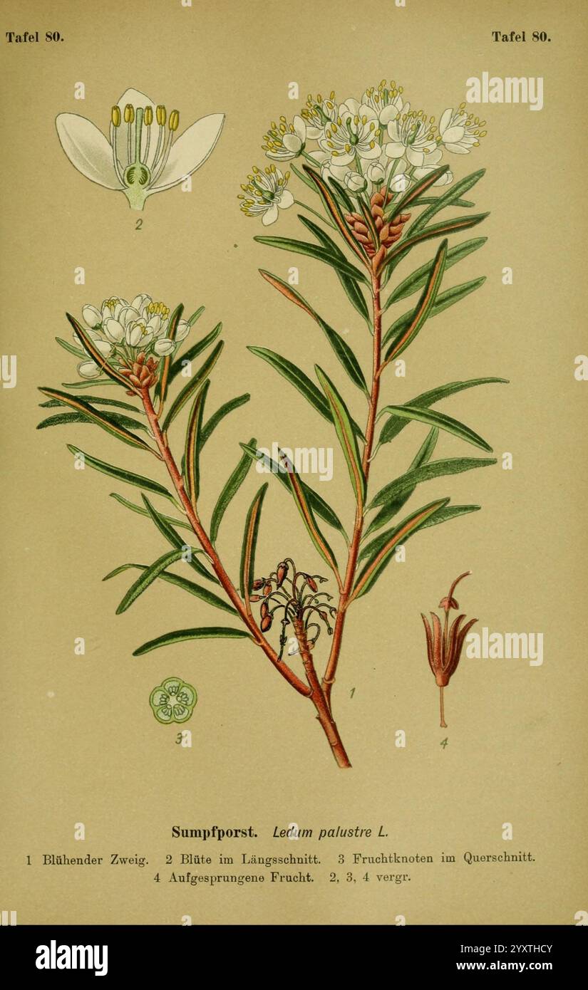 Die Giftpflanzen Deutschlands, Braunschweig, F. Vieweg, 1910, Deutschland, giftige Pflanzen, die Illustration zeigt verschiedene Aspekte des Ledum palustre L., allgemein bekannt als wilder Rosmarin oder Marsch labrador Tee. Es enthält eine detaillierte botanische Studie, einschließlich beschrifteter Schnitte Stockfoto
