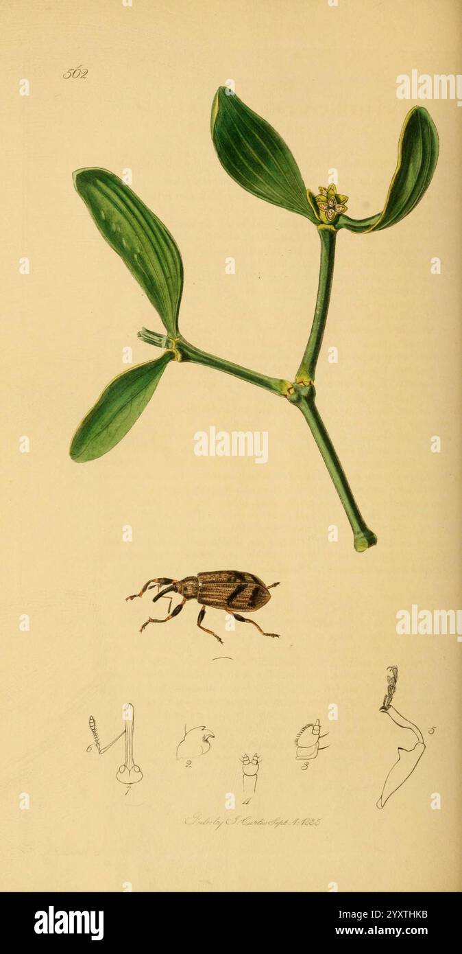 Britische Entomologie, v.2, London, gedruckt für den Autor 1823-40, Botanik, Großbritannien, Insekten, Bildwerke, John Curtis, Anthonomus pomorum, Viscum Album, Arthropoda, Arthropod, apfelblütenkäfer, Käfer, schillernde Vielfalt, die Illustration zeigt einen Zweig mit zwei langen grünen Blättern und kleine Gruppen von zarten gelben Blüten, die die komplizierten Details der Pflanze zeigen. Unter dem Ast befindet sich eine Darstellung eines Käfers, zusammen mit mehreren kleineren Abbildungen, die seine anatomischen Merkmale hervorheben. Dazu gehören Seiten- und Draufsichten des Käfers sowie detaillierte Skizzen Stockfoto