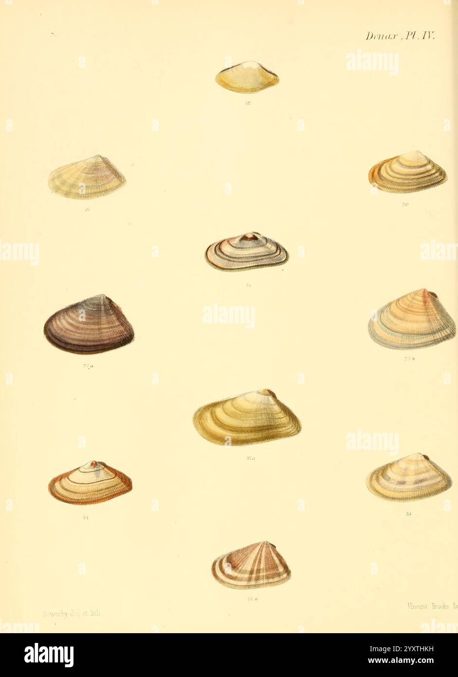 Conchologia iconica oder Illustrationen of the Muscheln of Molluscous Animals, London, Reeve, Brothers, 1843-1878, Mollusken, Bildwerke, Muscheln., diese Illustration zeigt eine Sammlung verschiedener Muschelmuster in einem systematischen Layout. Jede Schale zeigt einzigartige Formen, Muster und Farben, die die Vielfalt der Meeresmuscheln widerspiegeln. Die Schalen variieren in Größe und Form, einschließlich flacher, abgerundeter und leicht konischer Formen. Die Etiketten neben jeder Hülle geben individuelle Identifikationsnummern an, die auf ihre Klassifizierung hinweisen. Der Hintergrund ist ein heller, neutraler Ton, der das i ermöglicht Stockfoto