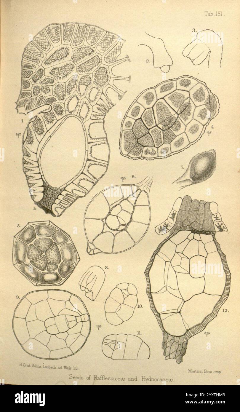 Zeitschrift für Botanik, britisch und ausländisch. London, Robert Hardwicke, 1863-1942, Botanik, Großbritannien, Zeitschriften, Pflanzen, diese Illustration zeigt eine Sammlung detaillierter botanischer Samenstrukturen aus den Familien Rafflesiaceae und Hydnoraceae. Es umfasst verschiedene Formen und Texturen, die die einzigartigen Eigenschaften jedes Samens verdeutlichen. Die Samen sind von 1 bis 12 nummeriert, mit unterschiedlichen Designs, die ihre unterschiedlichen morphologischen Merkmale hervorheben, wie z. B. komplizierte Muster und unterschiedliche Umrisse. Die Darstellung betont die wissenschaftliche Untersuchung dieser Pflanzenarten und bietet eine visuelle Referenz Stockfoto