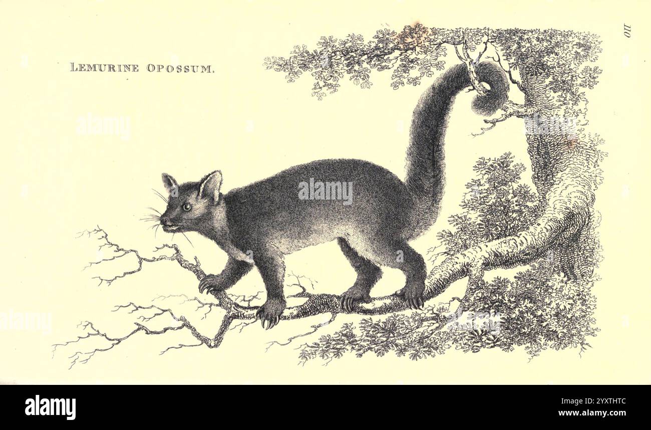 Allgemeine Zoologie oder systematische Naturgeschichte v.1 PT. 2 London druckte für G. Kearsley 1800-1826 Zoology, eine Illustration eines lemurinen Opossums, das anmutig auf einem Zweig thront, dessen Körper verlängert und mit dichtem Fell bedeckt ist. Das Tier zeigt einen langen, buschigen Schwanz, der sich elegant dahinter kräuselt, während seine Ohren spitz und leicht wachsam sind. Um das Opossum herum veranschaulichen komplizierte Details des Baumes seine strukturierte Rinde und sein Blattwerk, was die natürliche Umgebung unterstreicht. Die Beschriftung enthält das Etikett „Lemurin opossum“, das die Art angibt, und fängt das Wesen dieses einzigartigen Kreaturen ein Stockfoto