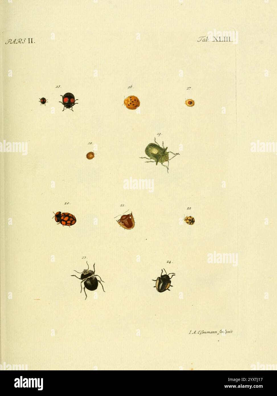 J. E. Voet, M doct, Catalogus systematicus coleopterorum, à la Haye, Chez G. Bakhusen, [1804]-1806. Die Illustration zeigt eine Sammlung verschiedener Käfer und Insekten, von denen jeder sorgfältig gerendert und mit Zahlen versehen ist, die ihre Spezies kennzeichnen. Die obere Reihe umfasst einen kleinen rot-schwarz gefleckten Käfer, einen goldgelben Rundkäfer und einen grünen Käfer, während die folgenden Reihen zusätzliche Arten in verschiedenen Formen und Farben präsentieren. Jedes Insekt ist sorgfältig detailliert und zeigt unterschiedliche anatomische Merkmale wie Antennen und Farbmuster, PR Stockfoto