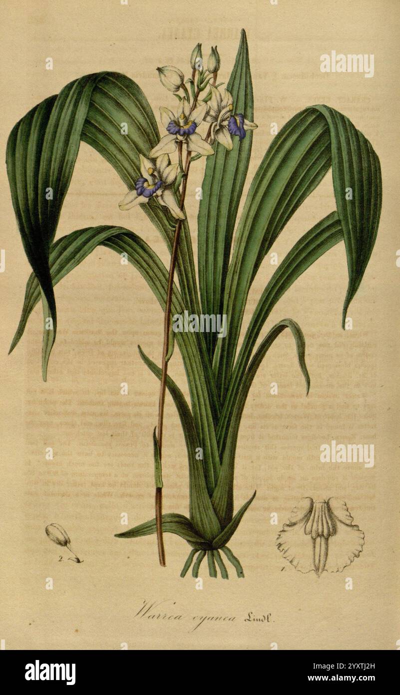 Flore des serres et des jardins de l'Europe, A Gand, chez Louis van Houtte, éditeur, 1845-1880, Warrea, Lacyanea, eine elegante botanische Illustration mit der *Habenaria corymbosa*, allgemein bekannt als die Schmetterlingsorchidee. Die Pflanze zeigt lange, schmale Blätter, die anmutig nach außen gewölbt sind und einen zentralen Stamm flankieren. Auf diesem Stiel blühen zarte Blüten, die sich durch ihre hellen Blütenblätter mit dezenten Lavendel- und blauen Markierungen auszeichnen, die einen auffälligen Kontrast zum üppigen grünen Laub bilden. Zusätzlich eine detaillierte Darstellung der verschiedenen Teile der Blume, einschließlich einer Knospe und einem Etikett von Stockfoto